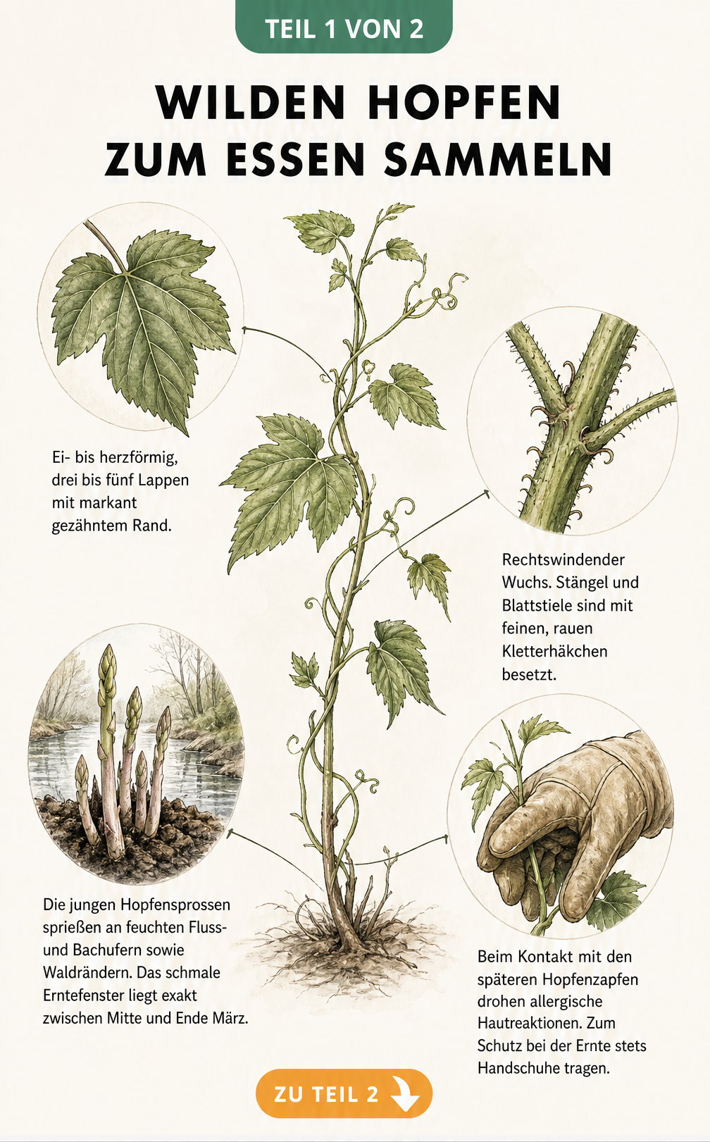 Botanische Skizze von wildem Hopfen mit Details zu Blättern, Stängeln und jungen Trieben
