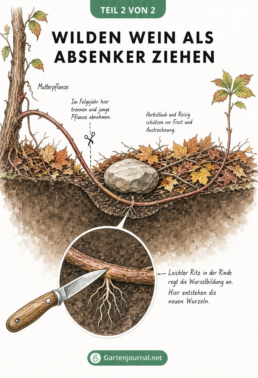 Querschnitt des Gartenbodens zeigt einen Absenker vom Wilden Wein, der mit einem Stein fixiert und mit Laub abgedeckt ist.