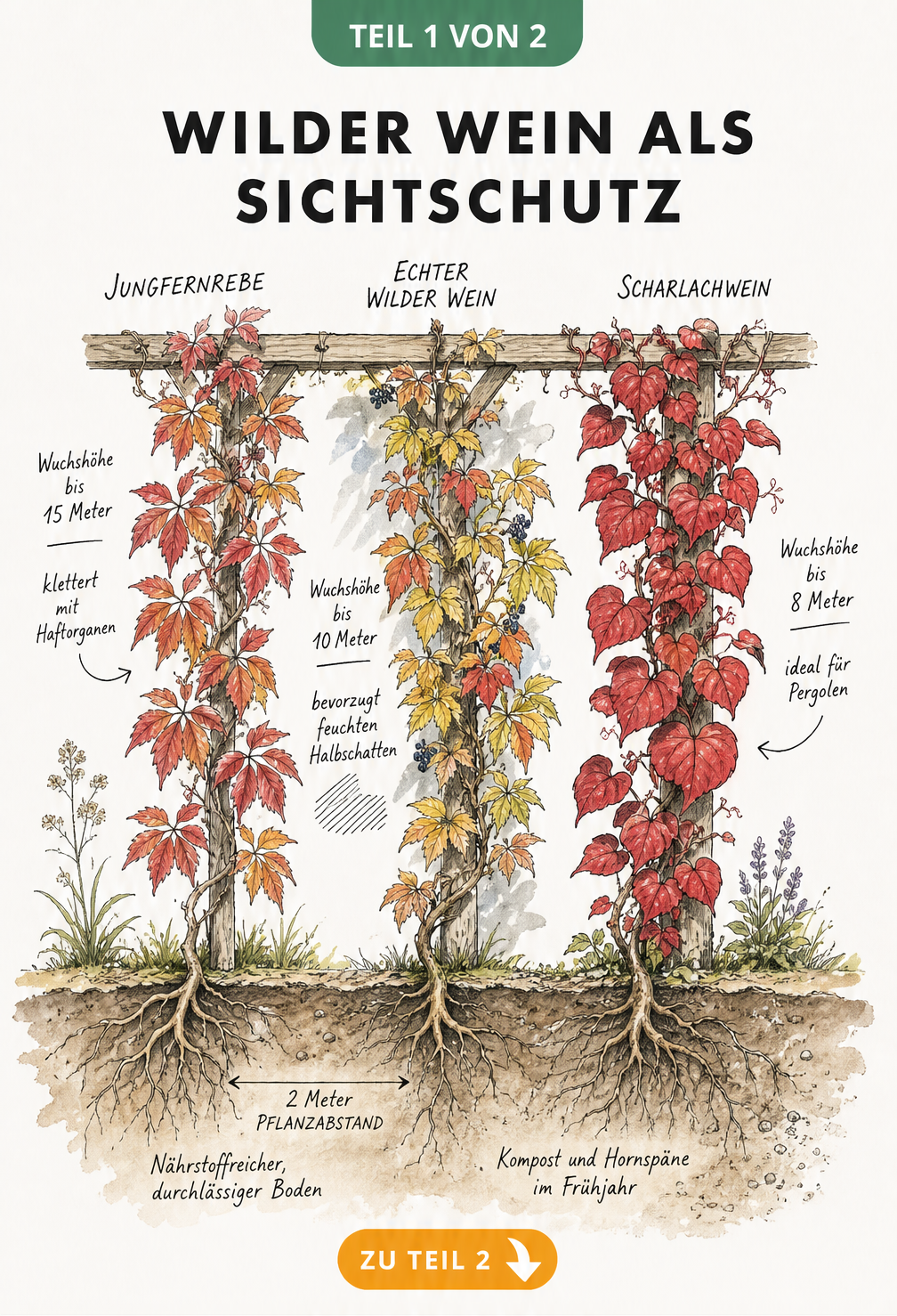 Botanische Illustration von drei Wilden Weinarten an einer Holzpergola mit Wurzelquerschnitt
