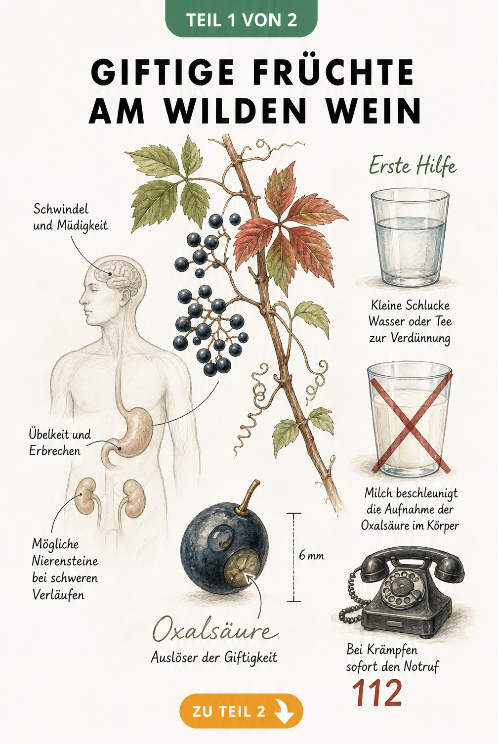 Botanische Zeichnung eines Zweigs des Wilden Weins mit blauschwarzen Beeren, einem menschlichen Torso mit Vergiftungssymptomen und Erster Hilfe bei...