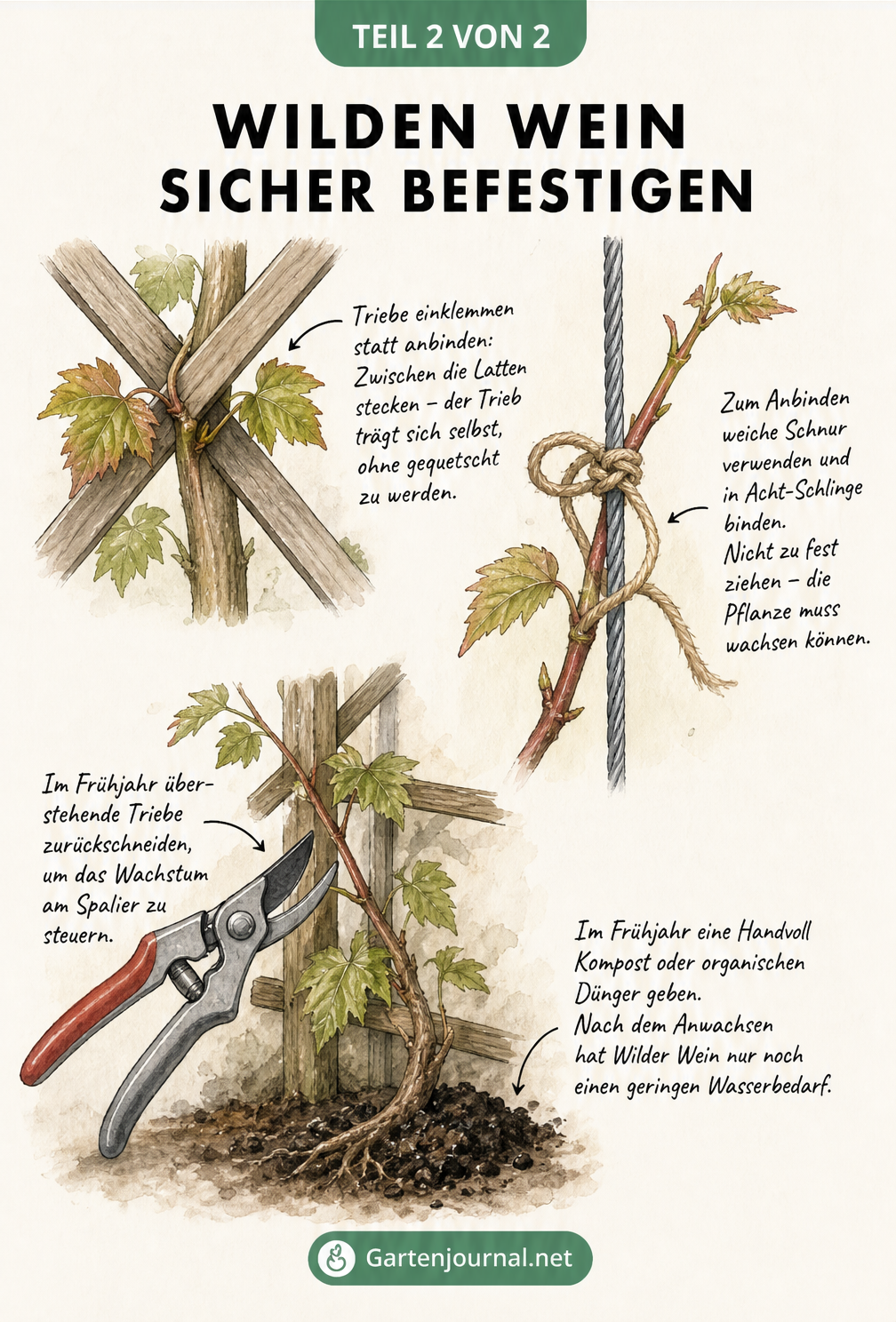 Botanische Zeichnung zur Befestigung und Pflege von Wildem Wein an Rankgittern und Drahtseilen