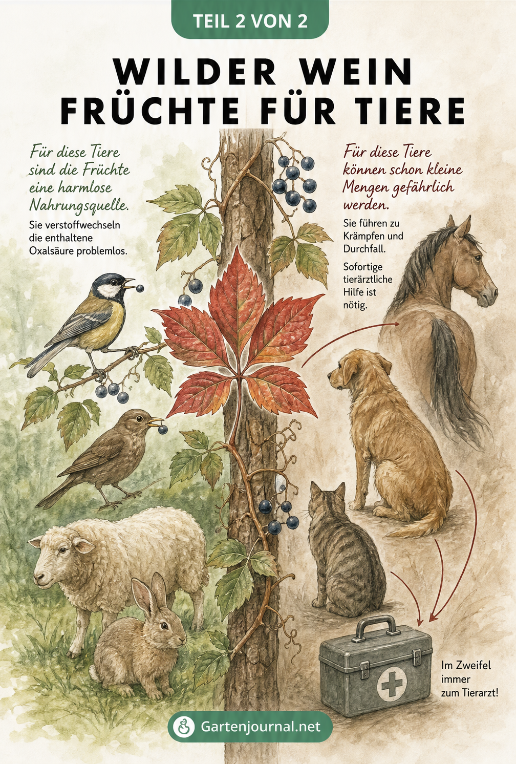 Aquarell-Zeichnung eines Wilden Weins, die zeigt, dass Vögel, Schafe und Kaninchen die Beeren vertragen, während Hunde, Katzen und Pferde bei Verzehr...