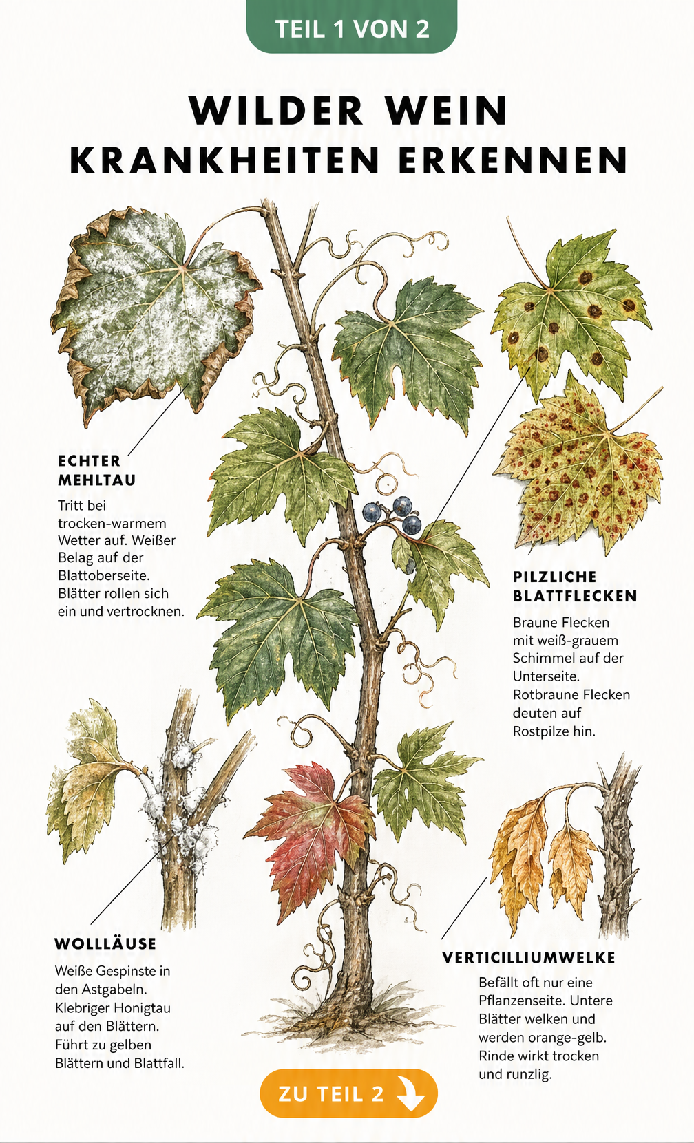 Botanische Illustration eines Wilden Wein Zweigs mit Schadbildern von Mehltau, Blattflecken, Wollläusen und Verticilliumwelke