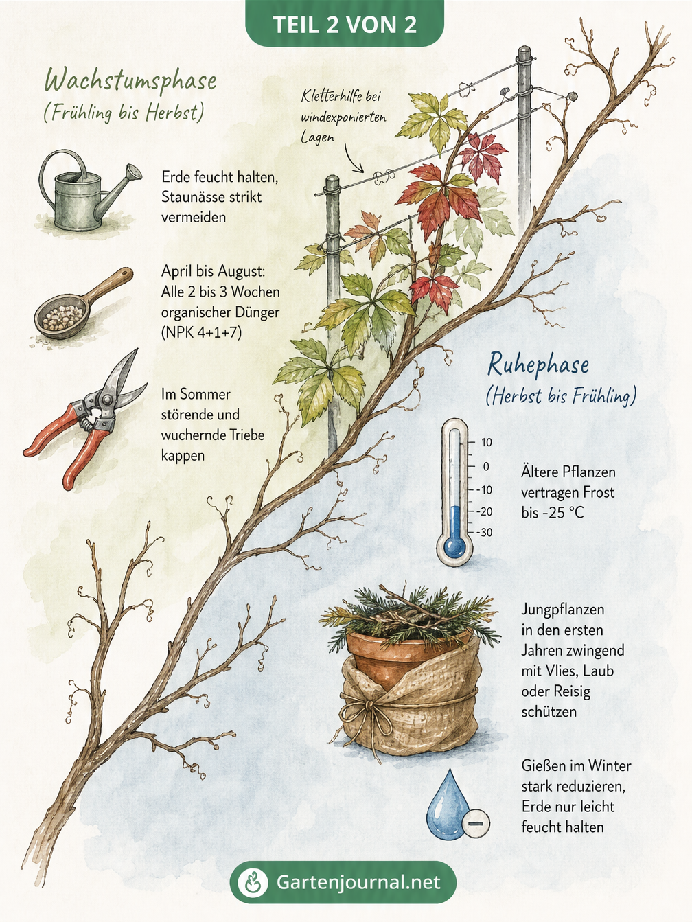 Zweigeteilte Illustration zur Pflege von Wildem Wein im Kübel, die Sommerpflege mit Gießen und Düngen sowie den Winterschutz zeigt.