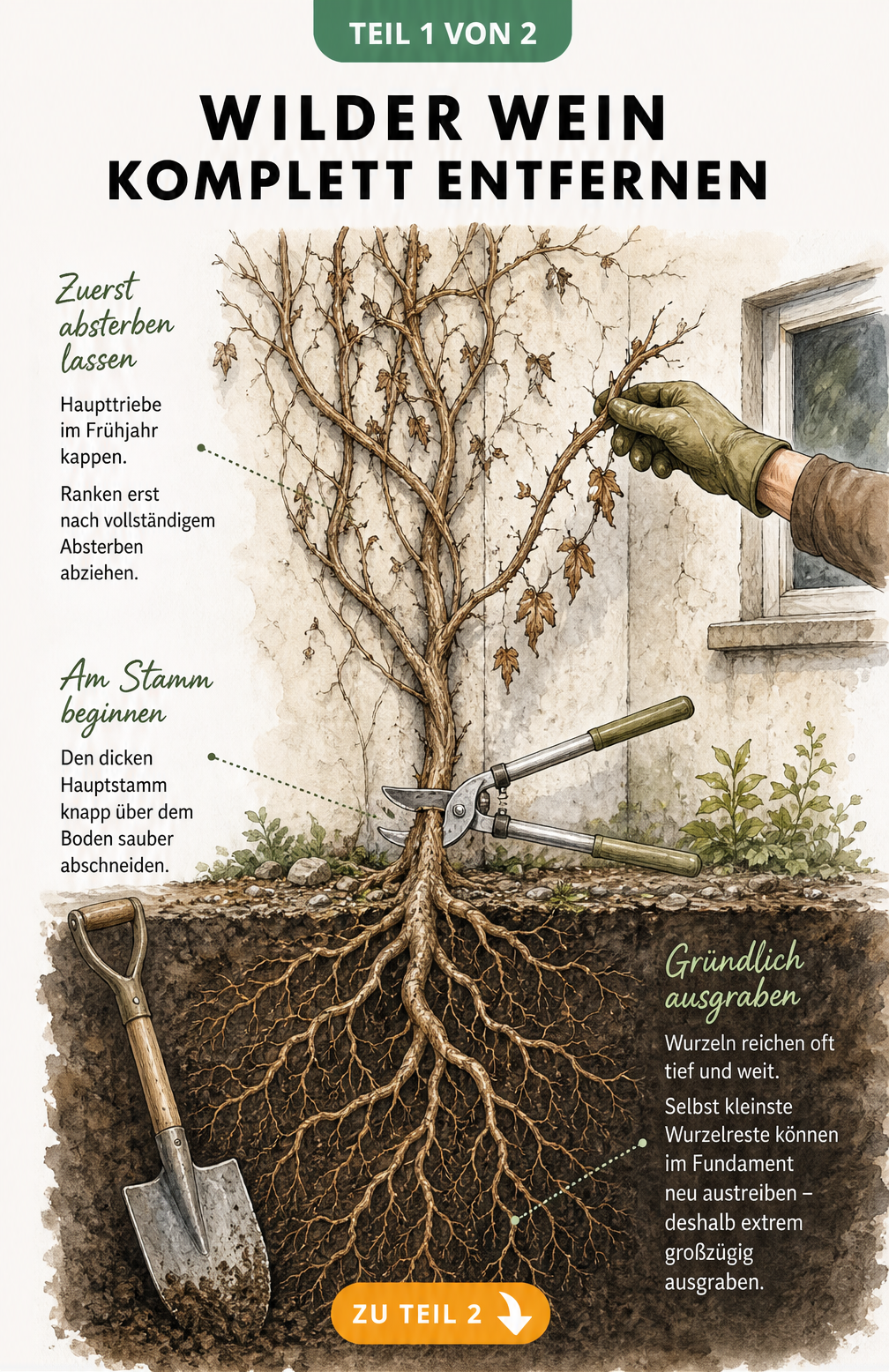 Illustration einer Hauswand mit Wildem Wein: Haupttriebe kappen, Ranken abziehen und Wurzeln tief ausgraben.