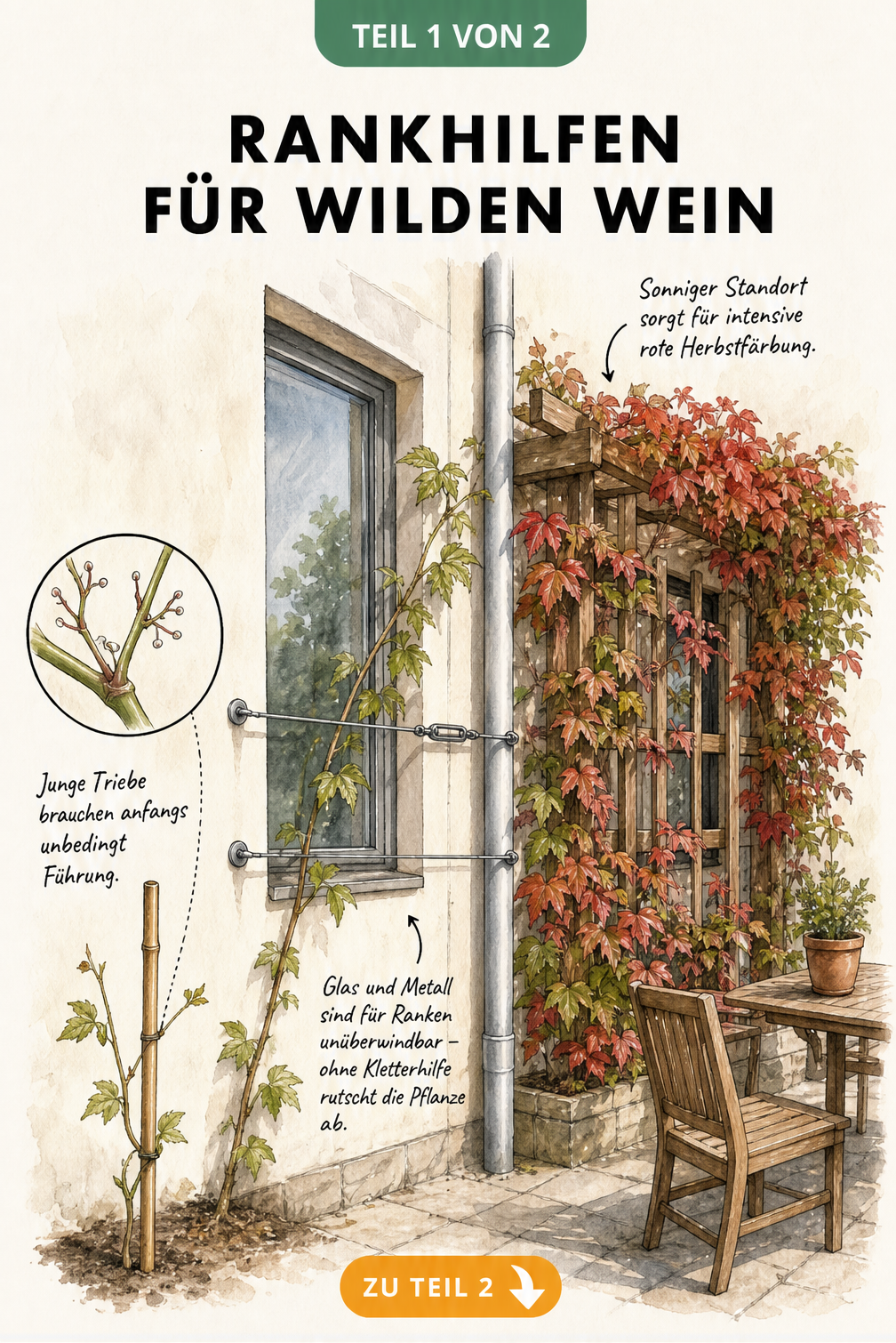 Illustration einer Hausfassade mit Wildem Wein, der an Bambusstock, Drahtseilsystem und Holzspalier rankt