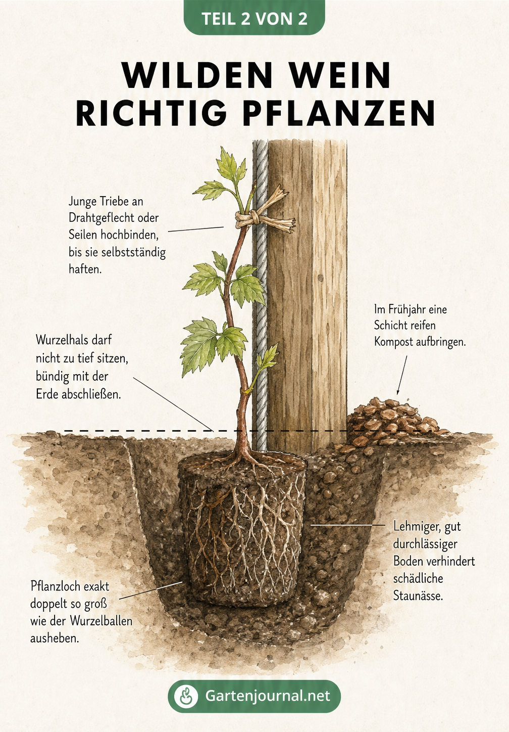 Querschnitt-Skizze zur richtigen Pflanzung von Wildem Wein an einem Pergola-Pfosten