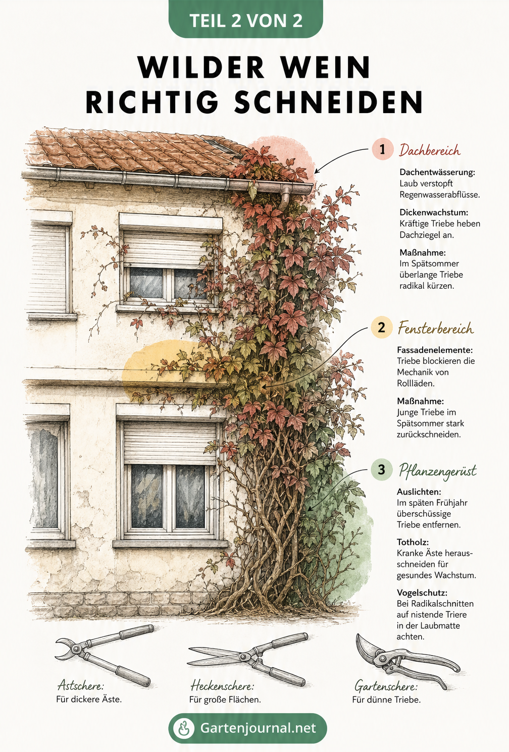 Architekturskizze eines Hauses mit Wildem Wein, die Problemzonen wie Dachrinne, Rollladenkasten und Totholz für den Rückschnitt zeigt.