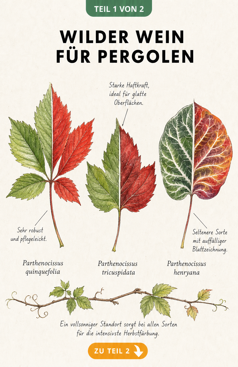 Botanische Illustration von drei Wildwein-Sorten mit ihren Blättern in Sommergrün und Herbstfärbung
