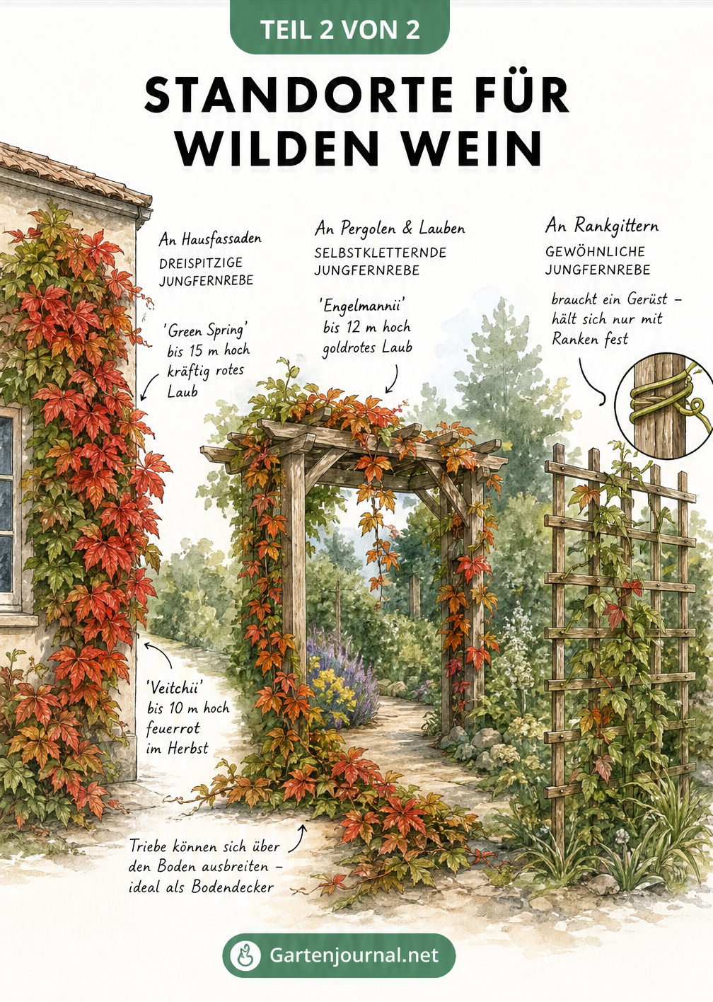 Aquarell-Zeichnung verschiedener Standorte für Wilden Wein an Hausfassade, Pergola und Rankgitter
