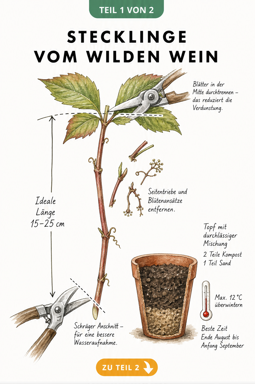 Illustration eines frisch geschnittenen Triebs vom Wilden Wein mit Gartenschere, Maßangaben und einem Tontopf zur Überwinterung.