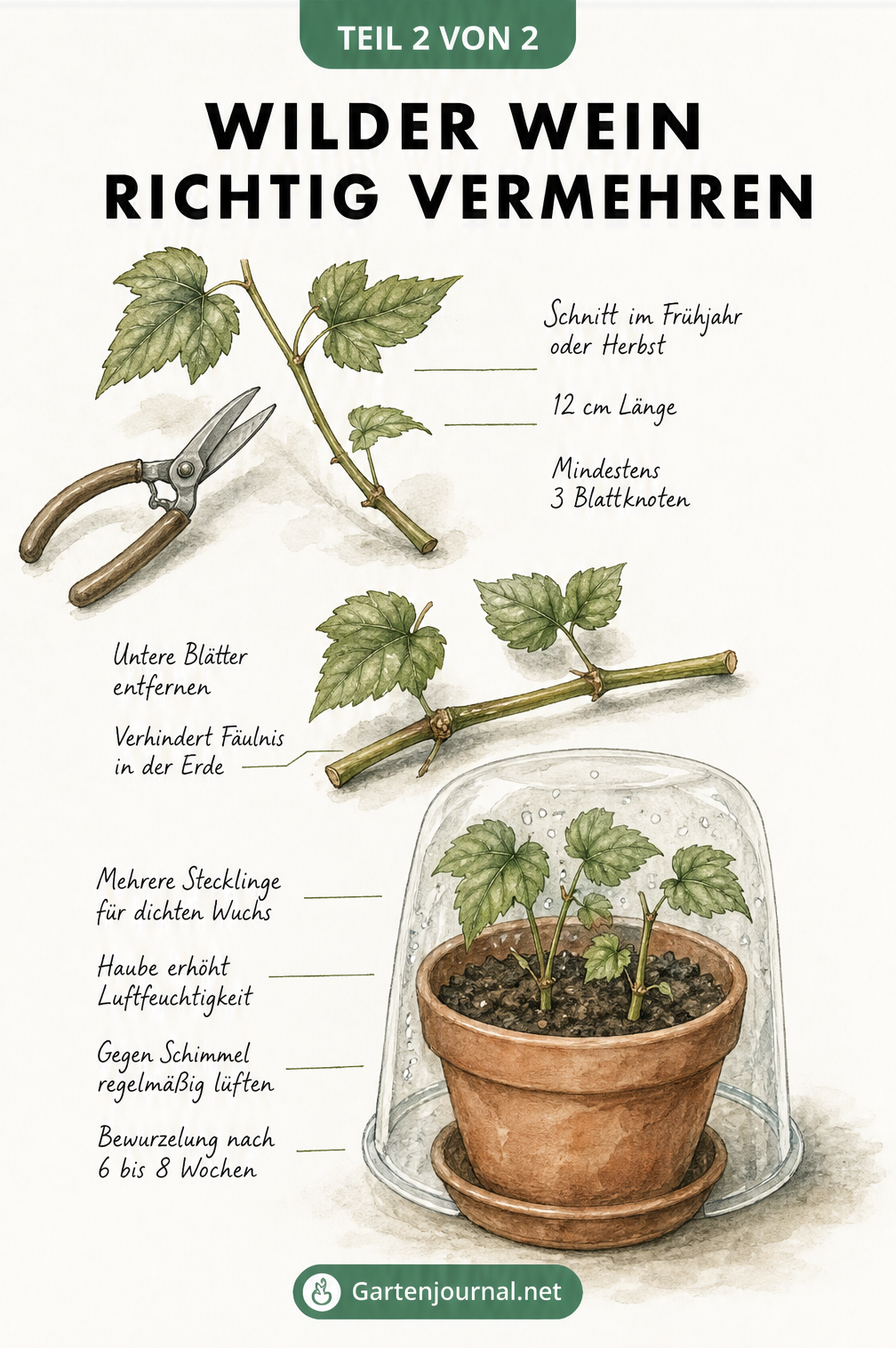 Schritt-für-Schritt-Anleitung zur Vermehrung von Wildem Wein durch Stecklinge