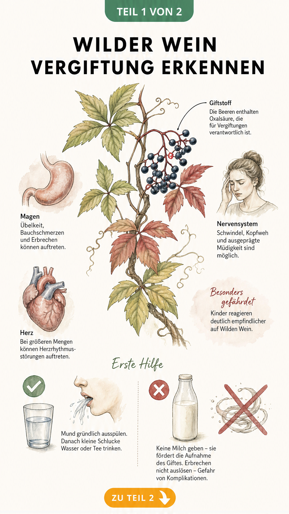 Botanische Illustration des Wilden Weins mit Hervorhebung der Beeren und Darstellung von Vergiftungssymptomen wie Übelkeit und Schwindel sowie...