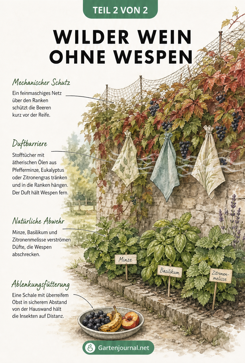 Gartenszene mit Wildem Wein, abwehrenden Kräutern wie Minze und Basilikum sowie Dufttüchern
