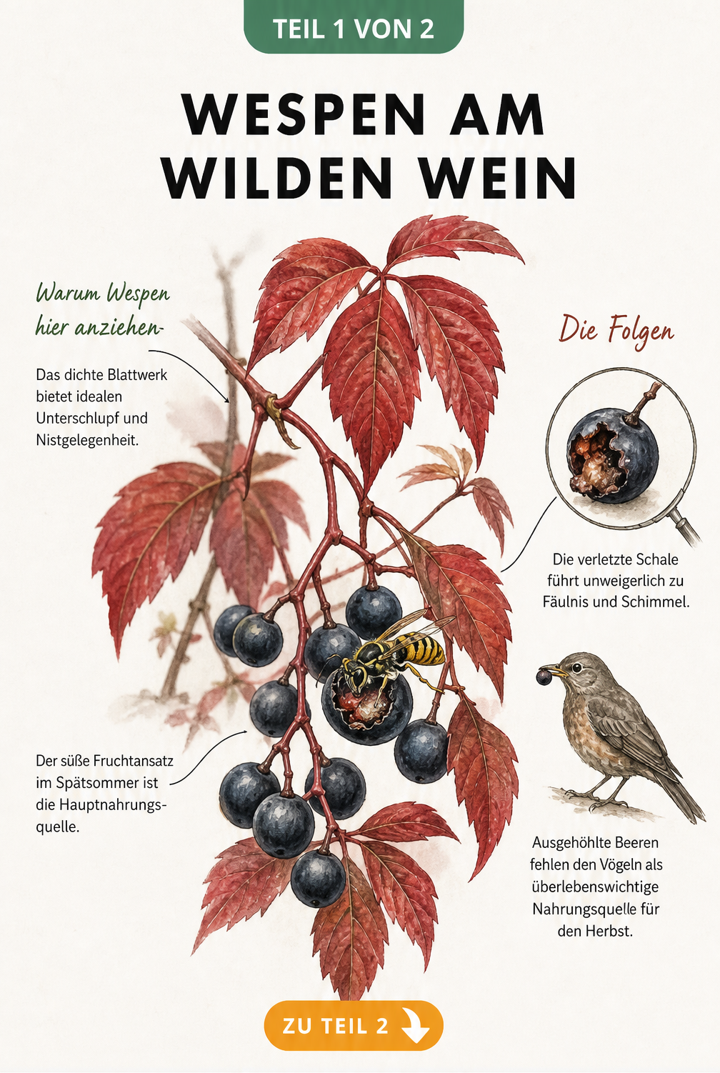 Botanische Zeichnung eines Wilden Weins im Spätsommer mit reifen Beeren und einer Wespe