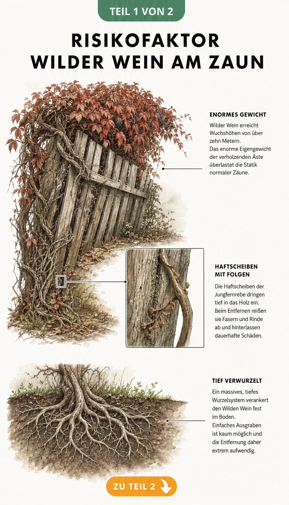 Illustration eines Holzzauns, der sich unter dem Gewicht von Wildem Wein neigt, mit Detailansichten von Haftscheiben und Wurzelwerk