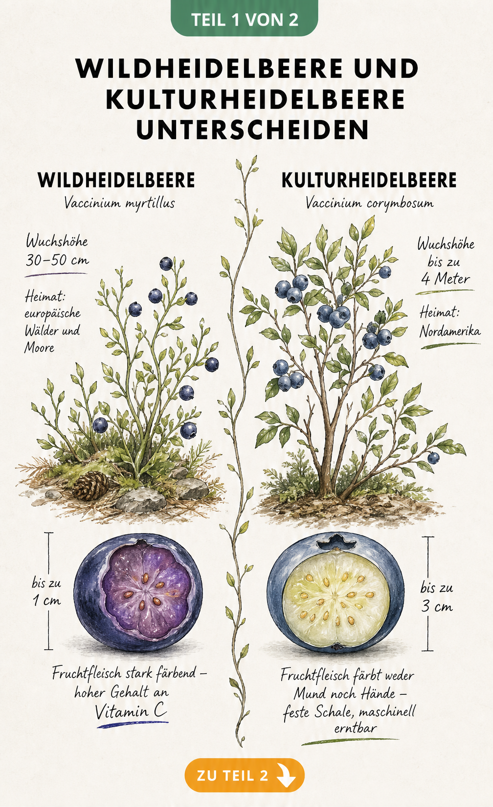 Botanische Illustration von Wildheidelbeere und Kulturheidelbeere im Vergleich