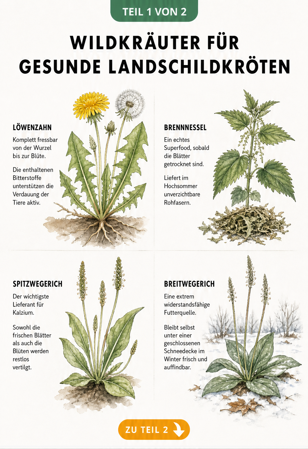 Botanische Illustration von Löwenzahn, Brennnessel, Spitzwegerich und Breitwegerich als Futterpflanzen für Landschildkröten