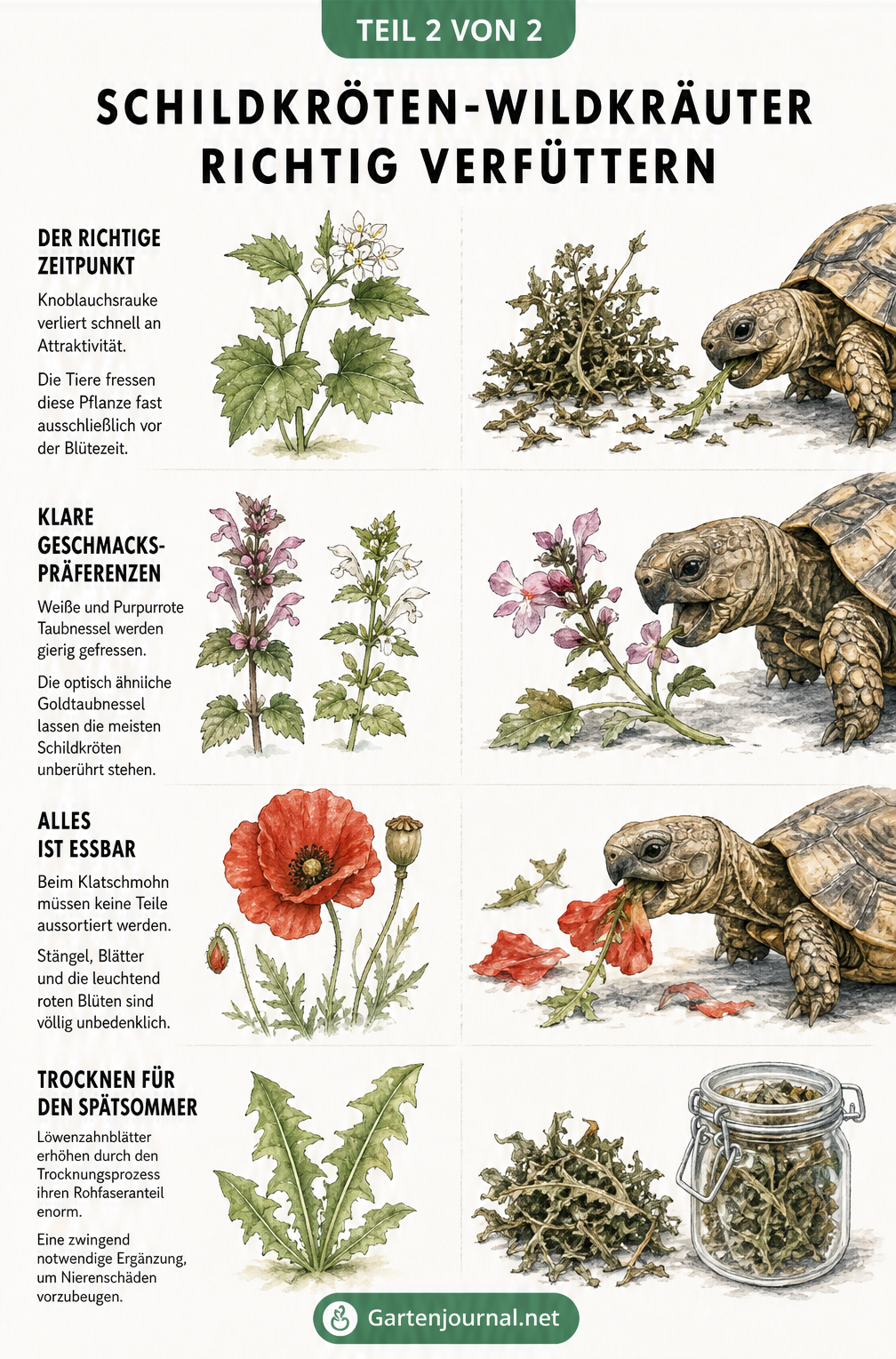 Illustration zur richtigen Verfütterung von Wildkräutern an Landschildkröten, inklusive Trocknung und Geschmackspräferenzen