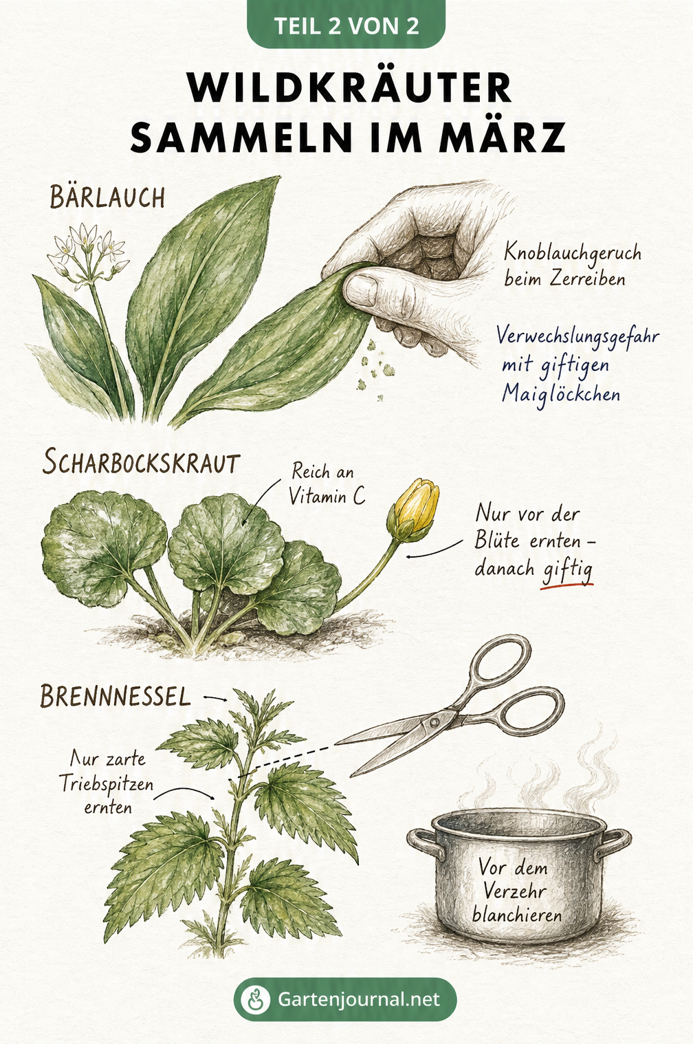 Skizzen von Bärlauch, Scharbockskraut und Brennnessel mit wichtigen Ernte-Regeln und Hinweisen zur Verwechslungsgefahr