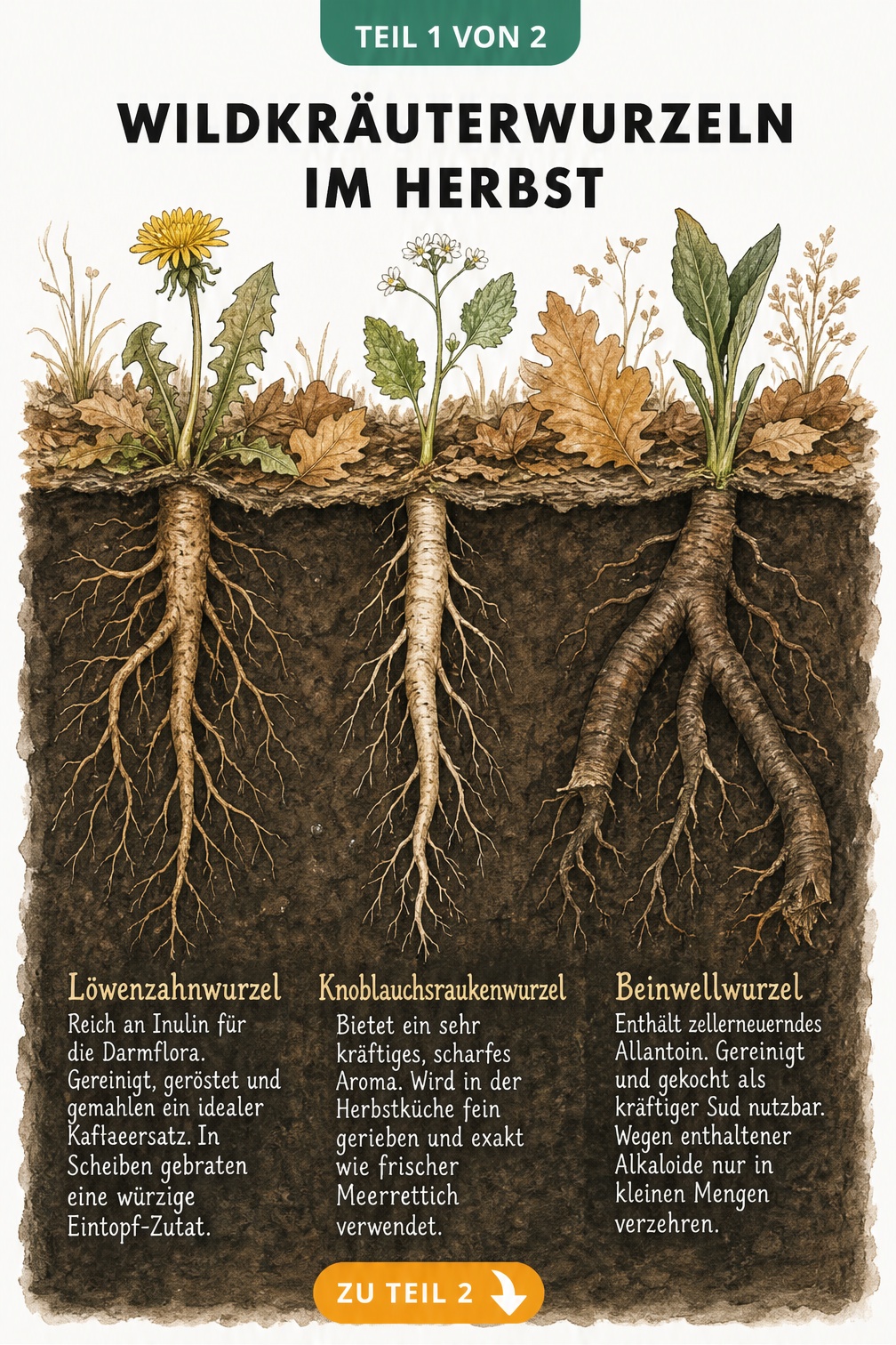 Botanische Querschnitt-Darstellung von Löwenzahnwurzel, Knoblauchsraukenwurzel und Beinwellwurzel im herbstlichen Erdreich