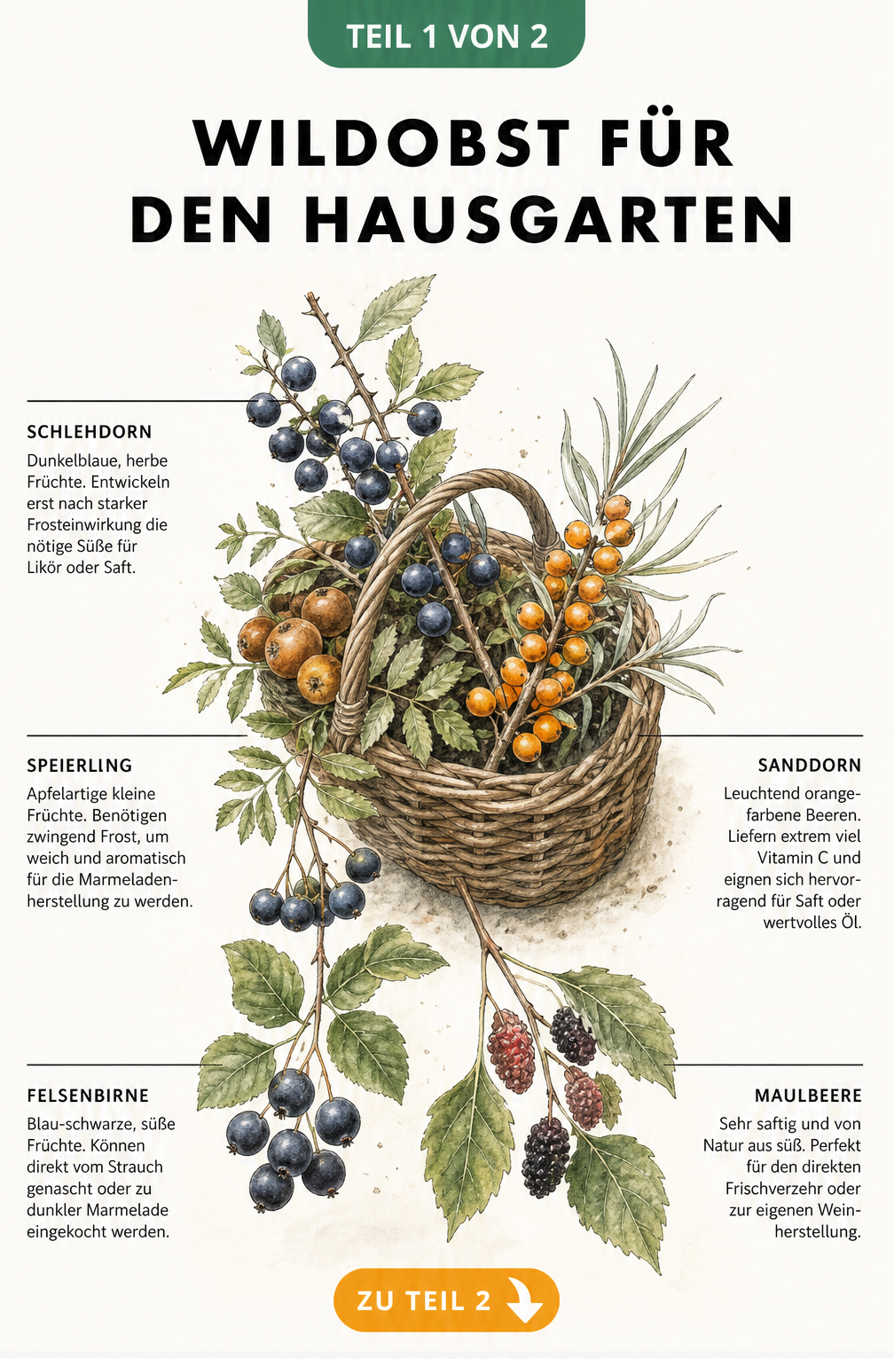 Illustration von fünf Wildobstarten: Schlehdorn, Speierling, Sanddorn, Felsenbirne und Maulbeere in einem Weidenkorb