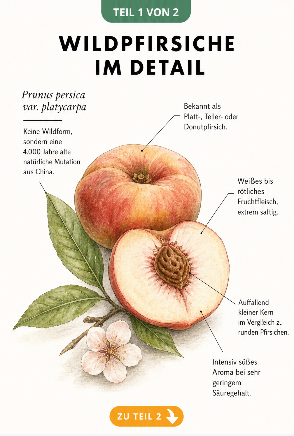 Botanische Illustration eines ganzen und halbierten Wildpfirsichs mit Erklärungen zu Herkunft, Form und Geschmack