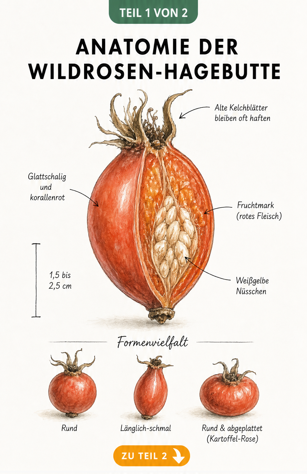 Botanische Illustration einer aufgeschnittenen Wildrosen-Hagebutte mit Beschriftung von Fruchtmark, Nüsschen und Kelchblättern