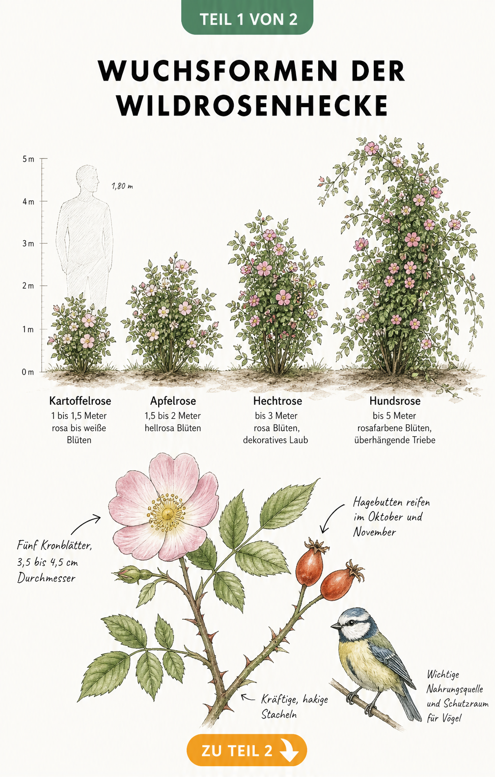 Größenvergleich verschiedener Wildrosen-Arten wie Kartoffelrose, Apfelrose, Hechtrose und Hundsrose mit botanischen Details