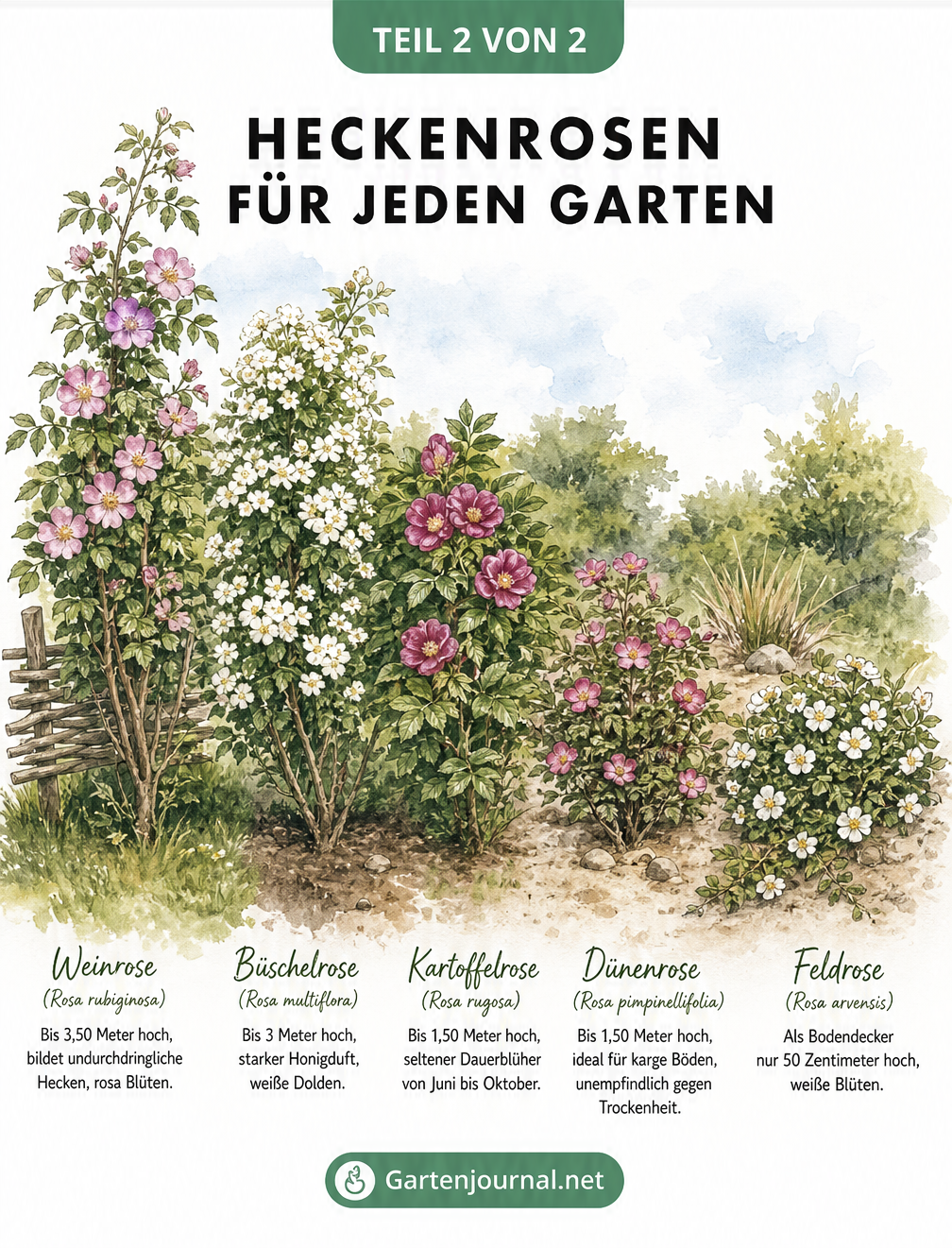 Aquarell-Zeichnung von fünf Wildrosen-Arten im Vergleich: Weinrose, Büschelrose, Kartoffelrose, Dünenrose und Feldrose
