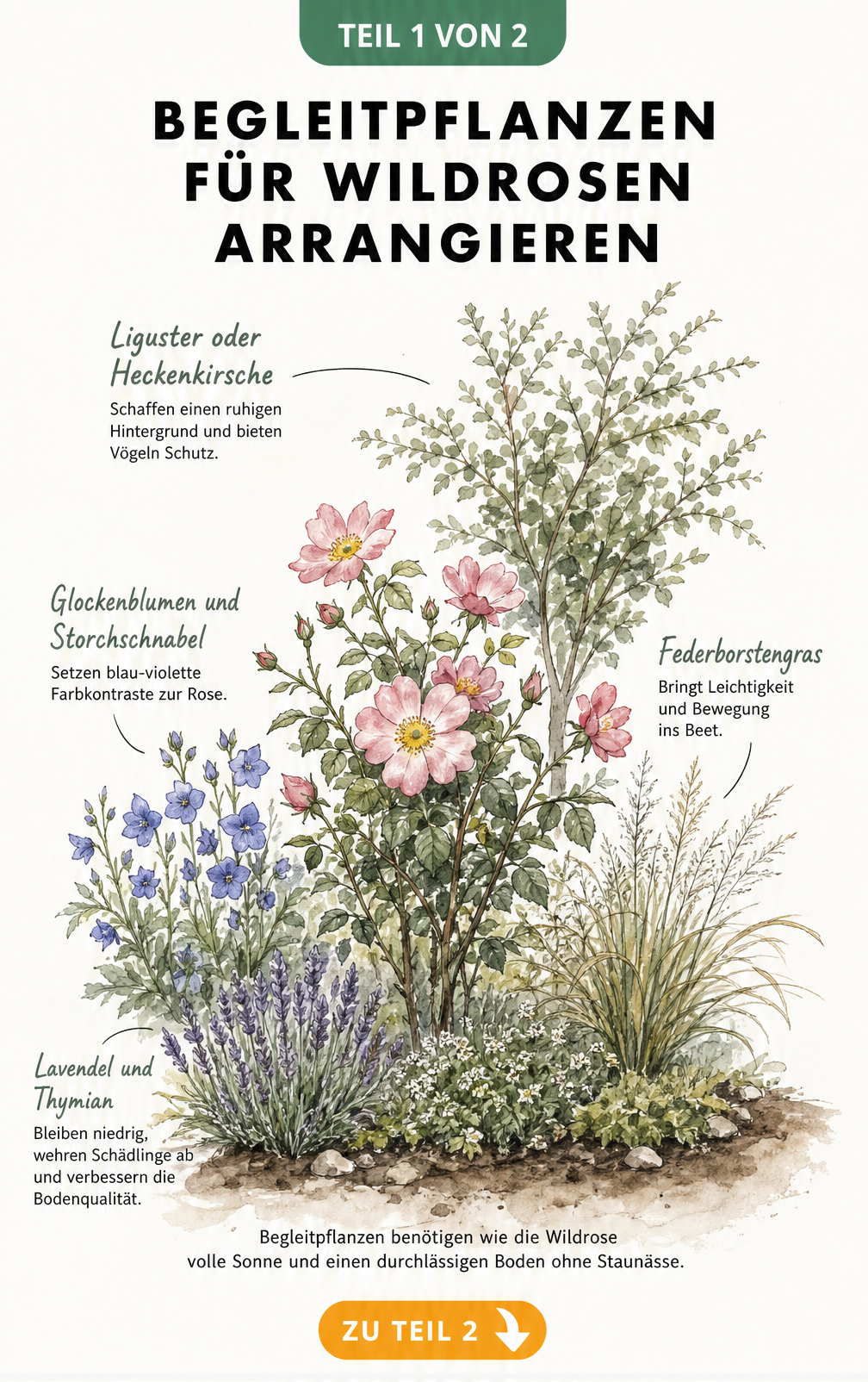 Aquarell-Skizze eines Gartenbeets mit einer Wildrose im Zentrum, umgeben von Lavendel, Glockenblumen, Federborstengras und Liguster in drei Höhenstaffelungen.