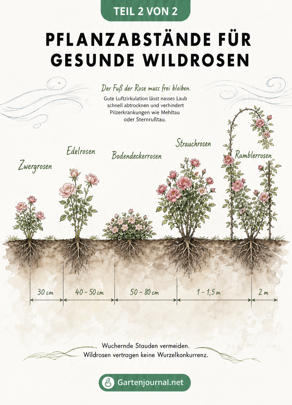 Handgezeichnete Skizze verschiedener Rosentypen wie Zwergrosen, Edelrosen, Bodendeckerrosen, Strauchrosen und Ramblerrosen mit Maßlinien für den idealen...