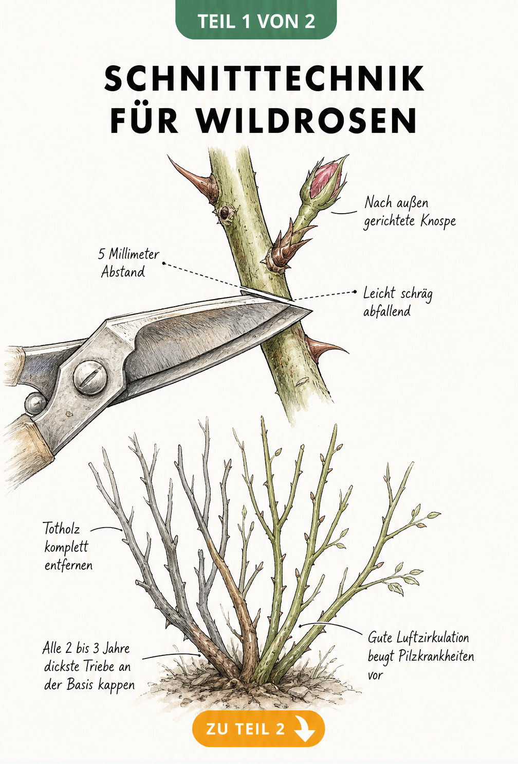 Illustration der Schnitttechnik für Wildrosen mit Gartenschere, Knospe und Strauchaufbau