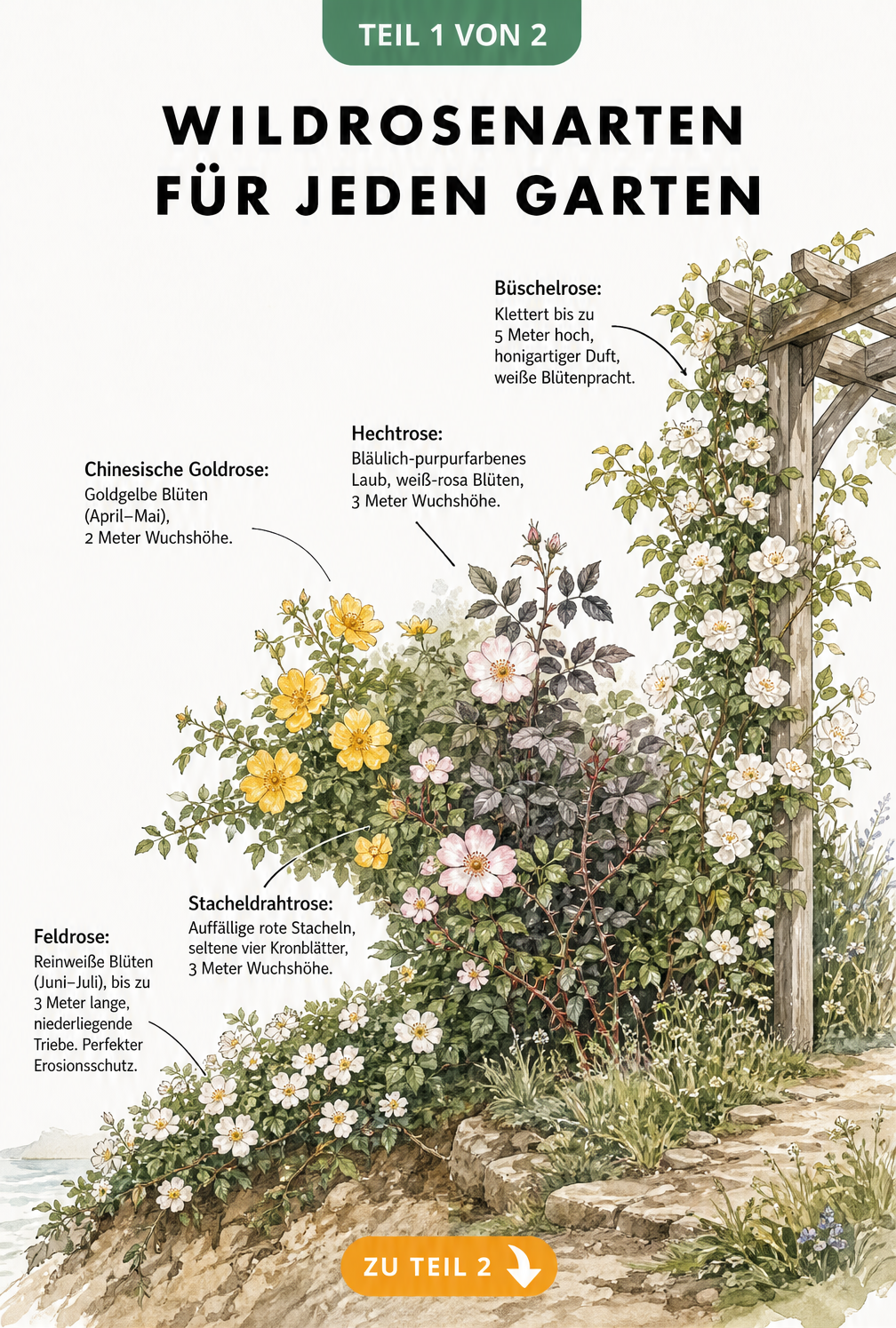 Aquarell-Zeichnung einer Gartenlandschaft mit Feldrose, Chinesischer Goldrose, Hechtrose, Stacheldrahtrose und Büschelrose