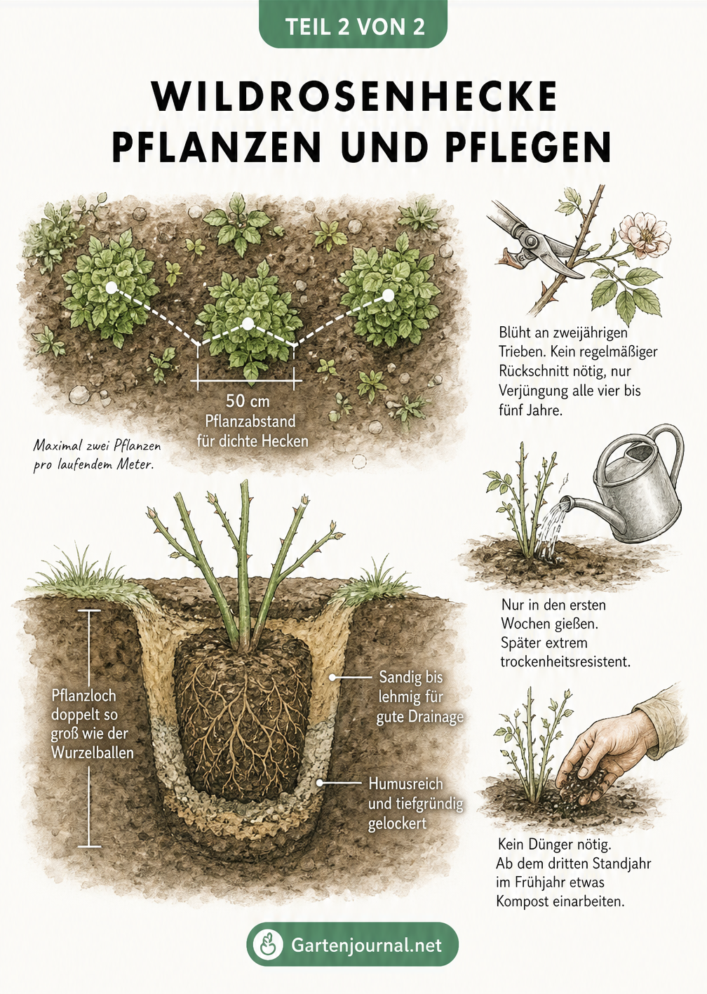 Skizze zum Pflanzen und Pflegen einer Wildrosenhecke mit Pflanzabstand, Pflanzloch und Tipps zu Schnitt und Bewässerung