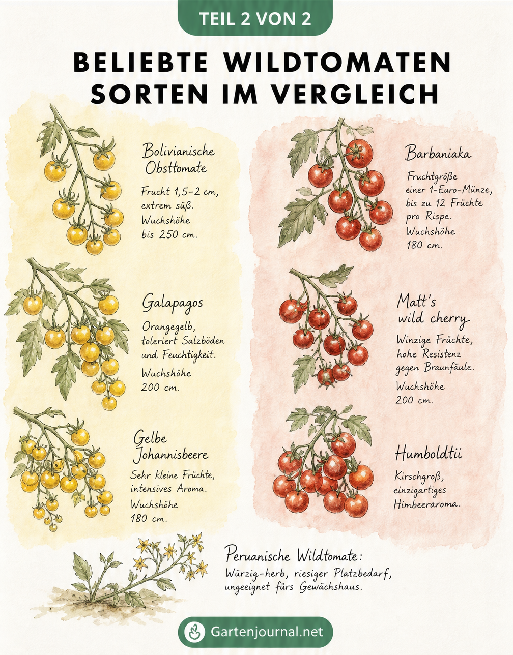 Skizze zum Anbau von Wildtomaten mit Vergleich zu Stabtomaten und drei Rankhilfen: Zaun-Flechtung, Trichter-Gestell und Strahlen-Gestell