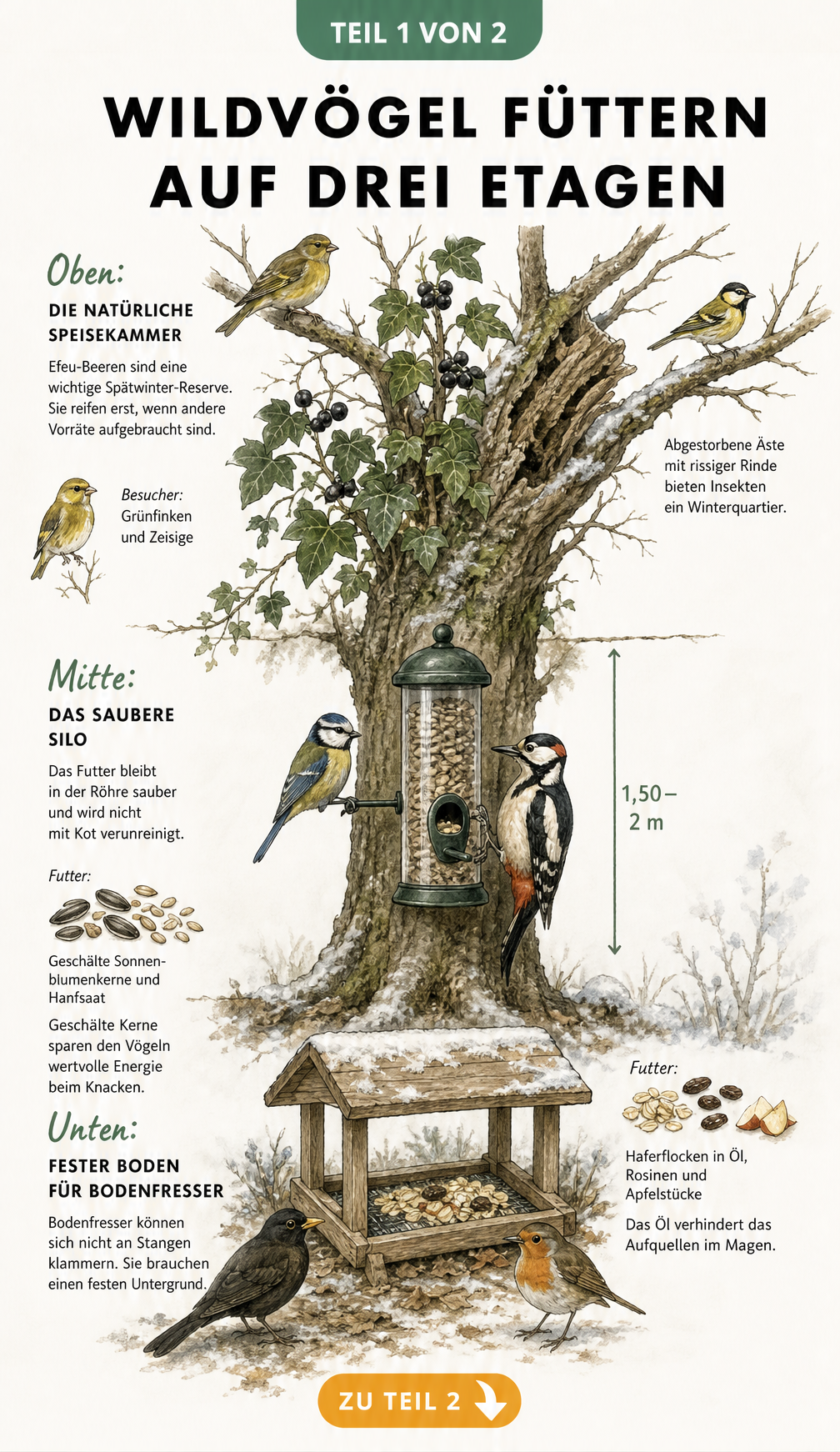 Illustration eines Baumes im Winter, der die drei Fütterungsetagen für Wildvögel zeigt: Boden, Stamm und Krone.