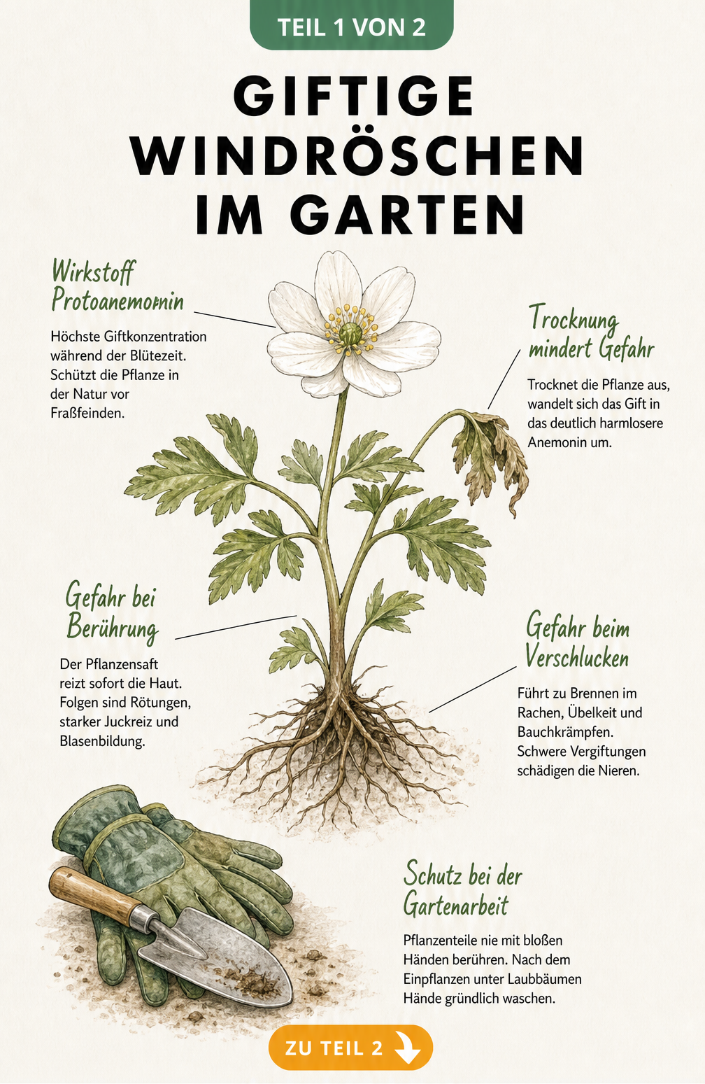 Botanische Illustration eines Busch-Windröschens mit Erklärungen zur Giftigkeit durch Protoanemonin bei Berührung und Verschlucken