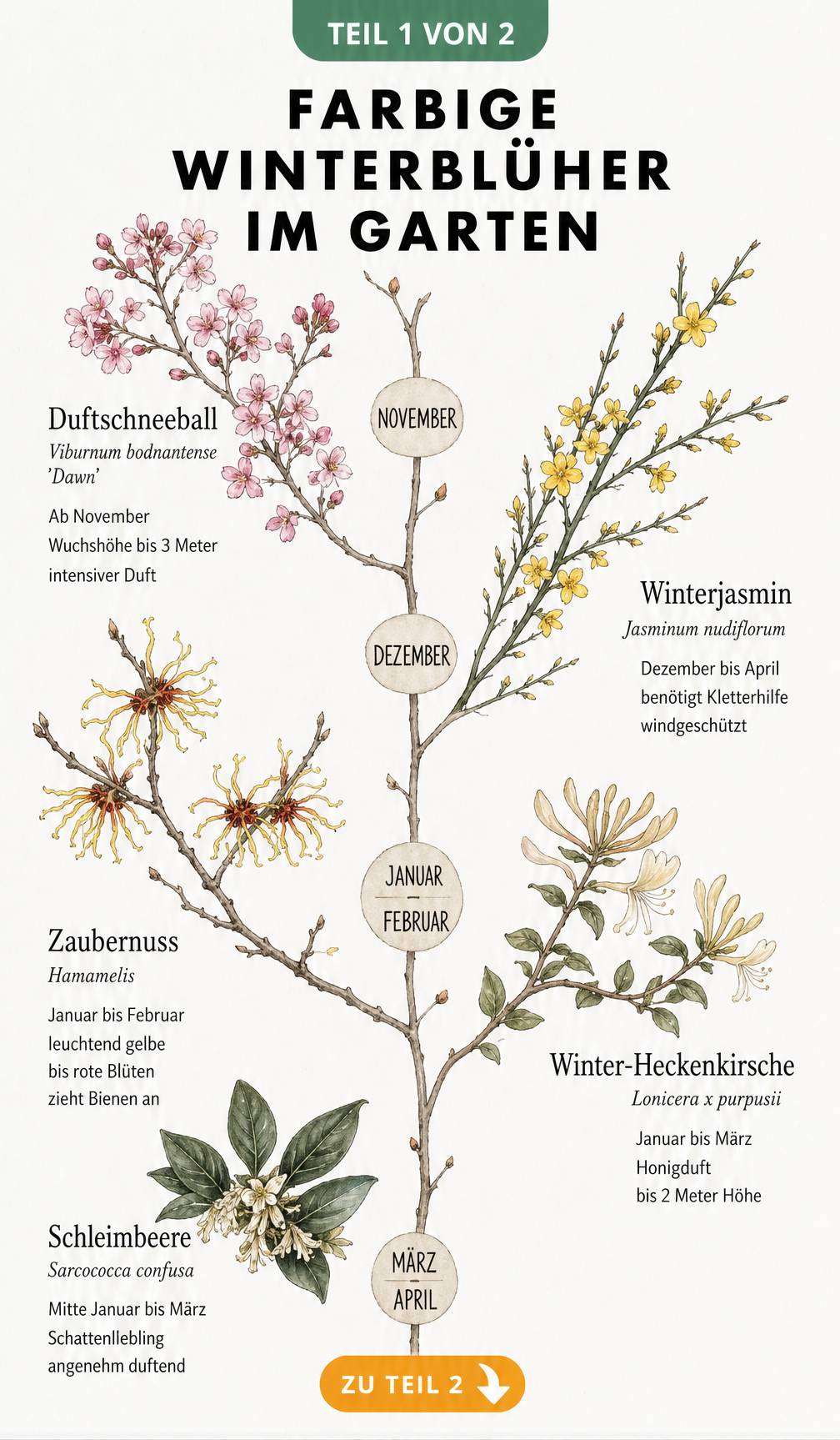 Botanische Tafel mit Winterblühern wie Duftschneeball, Winterjasmin, Zaubernuss und Schleimbeere entlang einer Zeitachse von November bis April