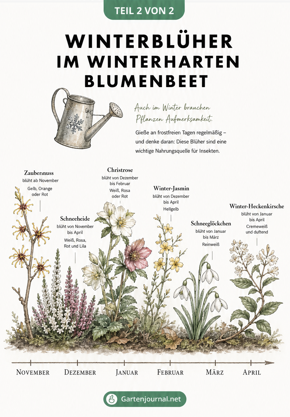 Botanische Zeitleiste mit Winterblühern von November bis April, darunter Zaubernuss, Schneeheide, Christrose, Winter-Jasmin, Schneeglöckchen und...