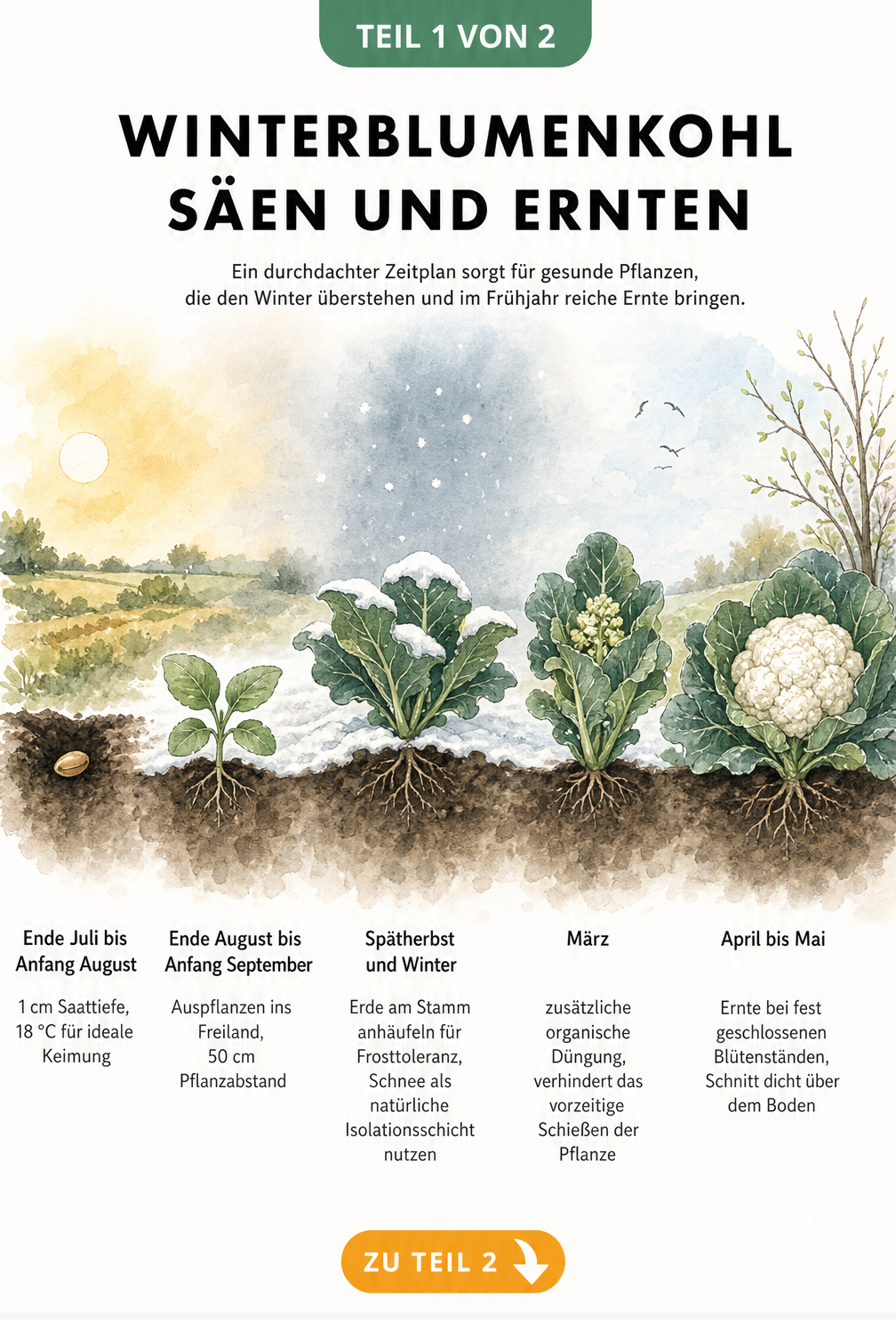 Illustration der fünf Entwicklungsstadien von Winterblumenkohl von der Aussaat bis zur Ernte