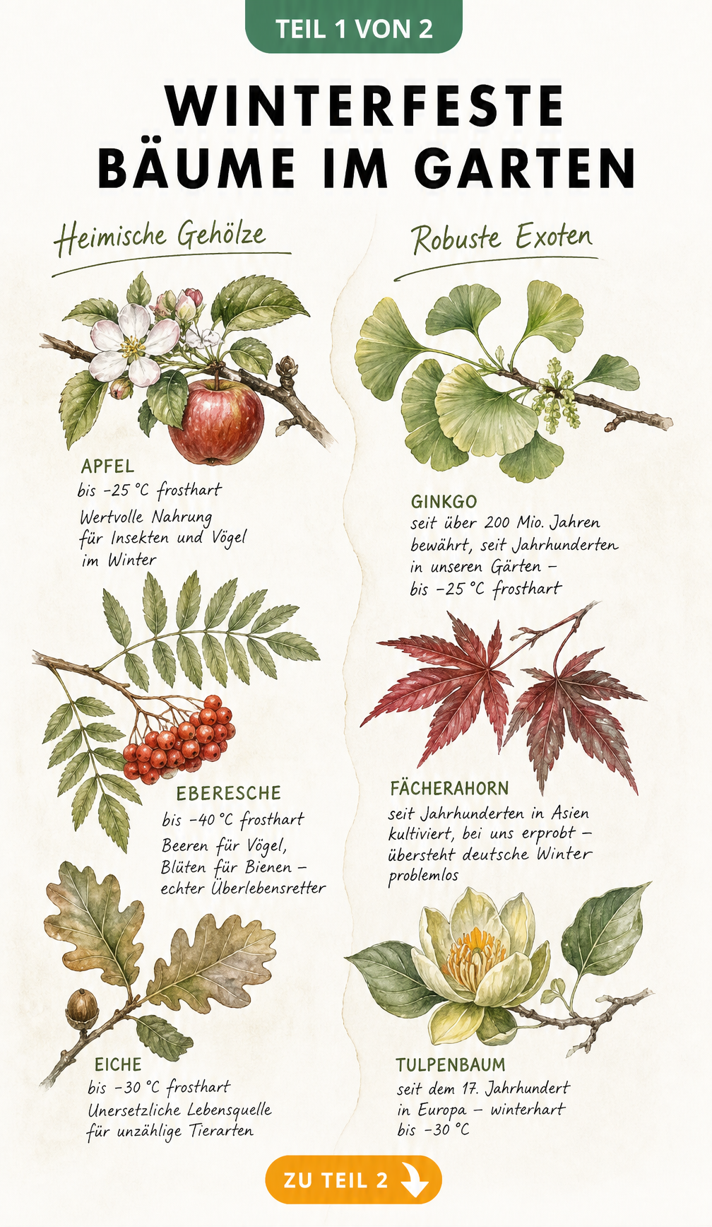 Illustration heimischer und exotischer winterfester Bäume mit Blättern und Blüten