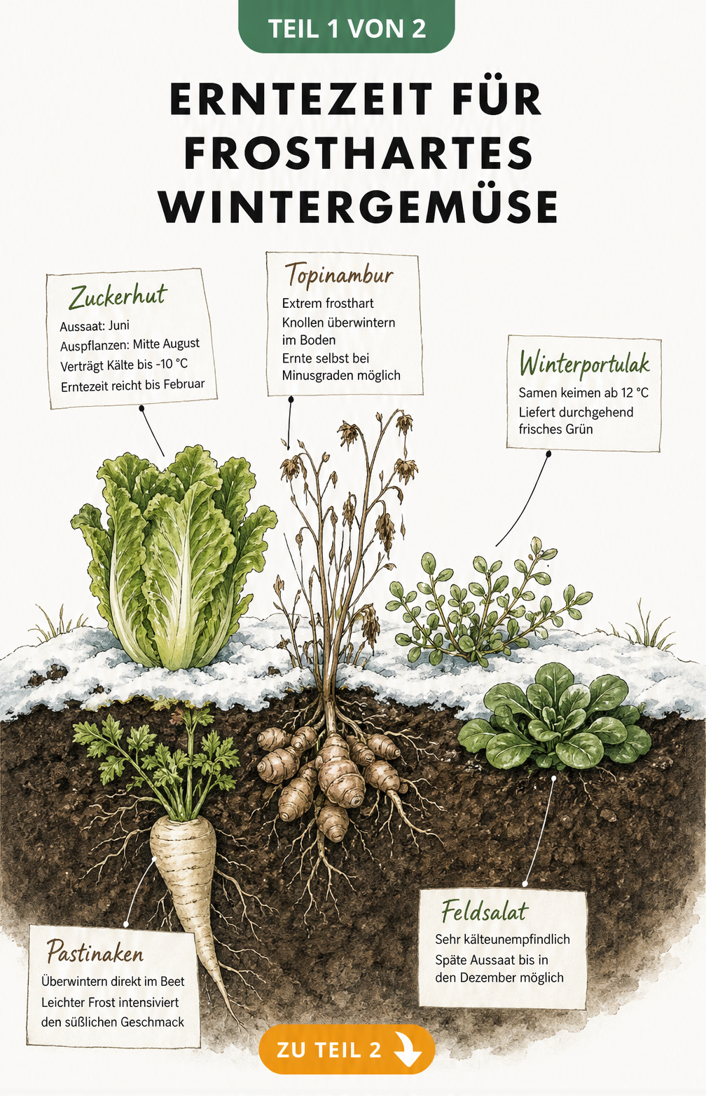 Illustration eines winterlichen Gartenbeets mit frosthartem Gemüse wie Zuckerhut, Topinambur, Winterportulak, Pastinake und Feldsalat