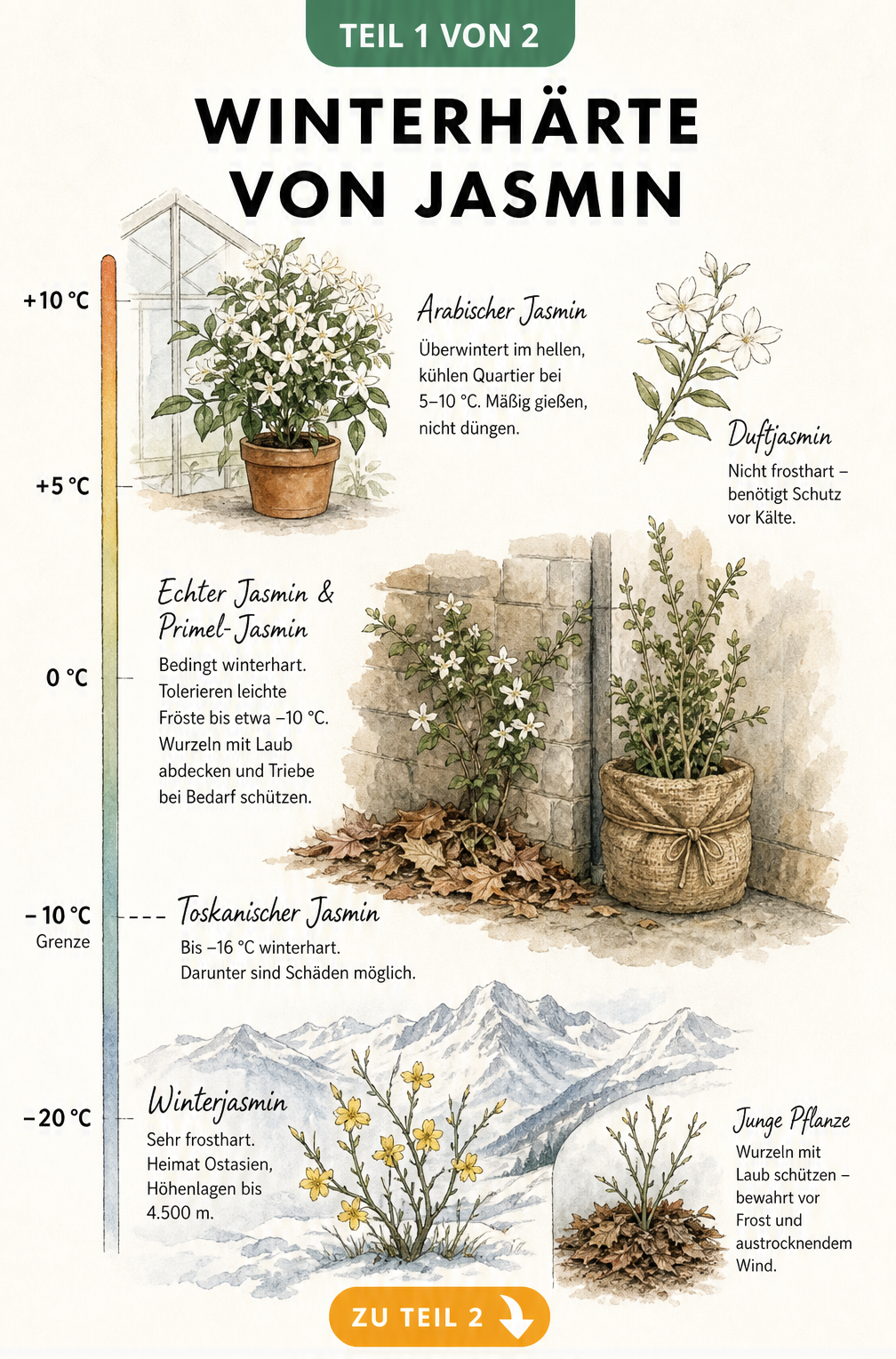 Illustration der Winterhärte verschiedener Jasminsorten von Gewächshaus bis Schneelandschaft