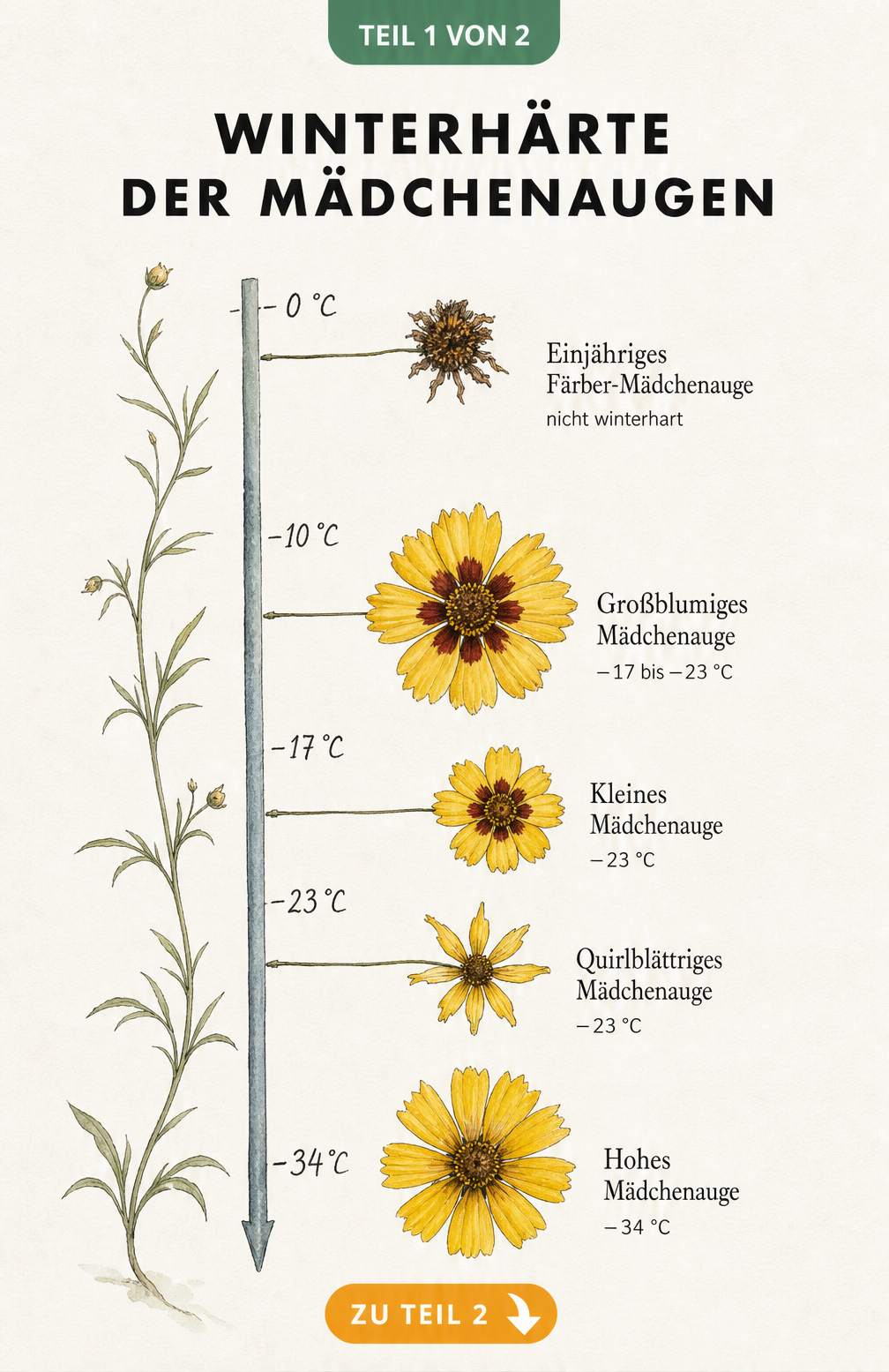 Illustration der Winterhärte verschiedener Mädchenauge-Arten mit Temperaturangaben
