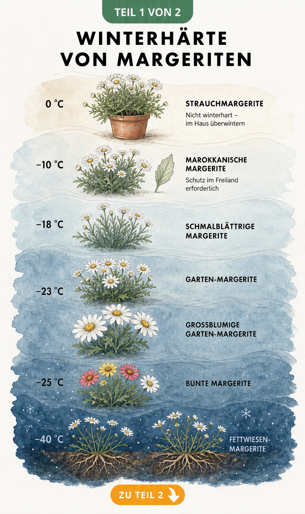 Temperaturskala mit verschiedenen Margeriten-Arten und ihrer jeweiligen Winterhärte von 0 °C bis -40 °C