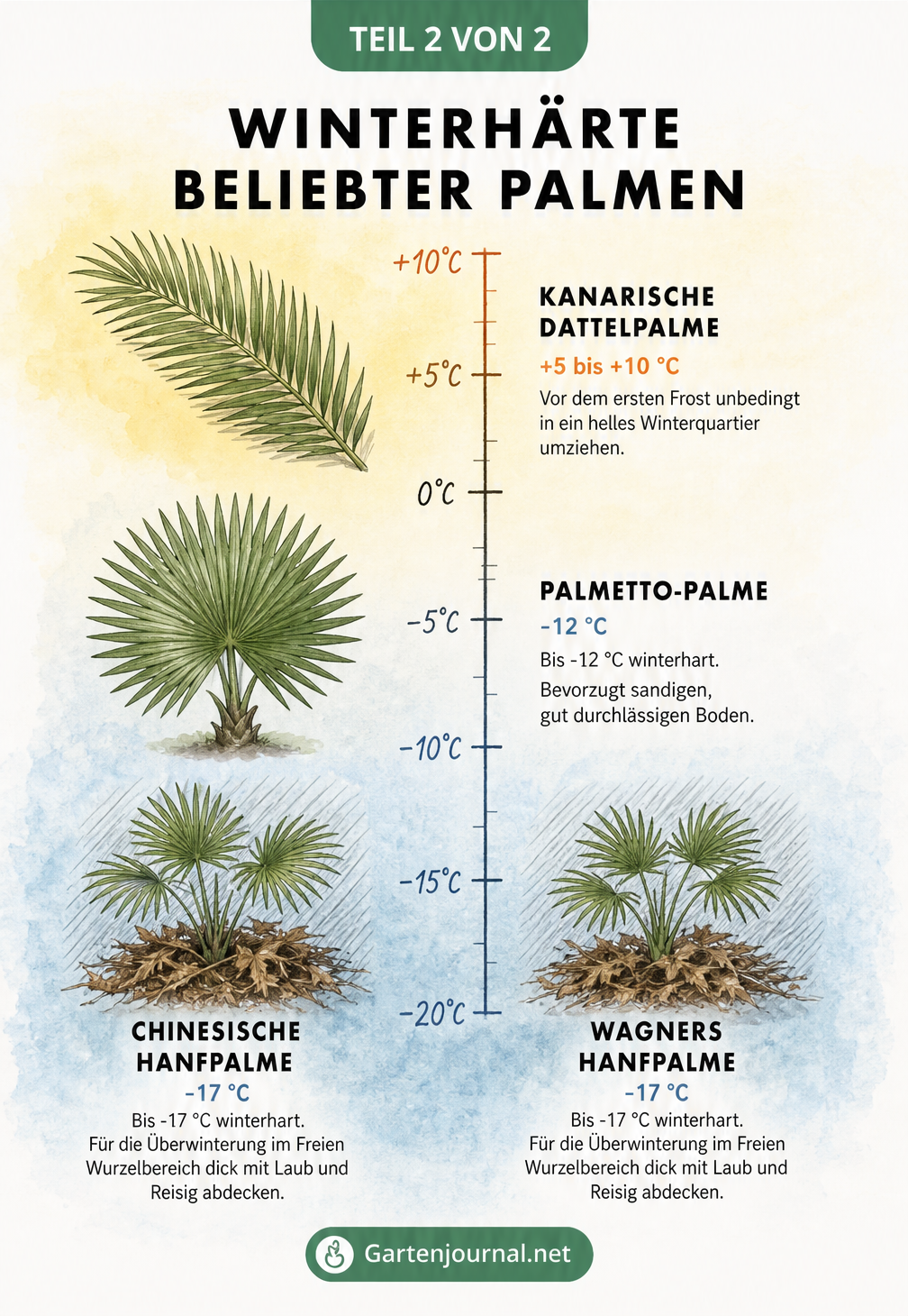 Temperaturskala mit vier Palmenarten und ihrer Frostgrenze, von der Kanarischen Dattelpalme bis zur winterharten Hanfpalme