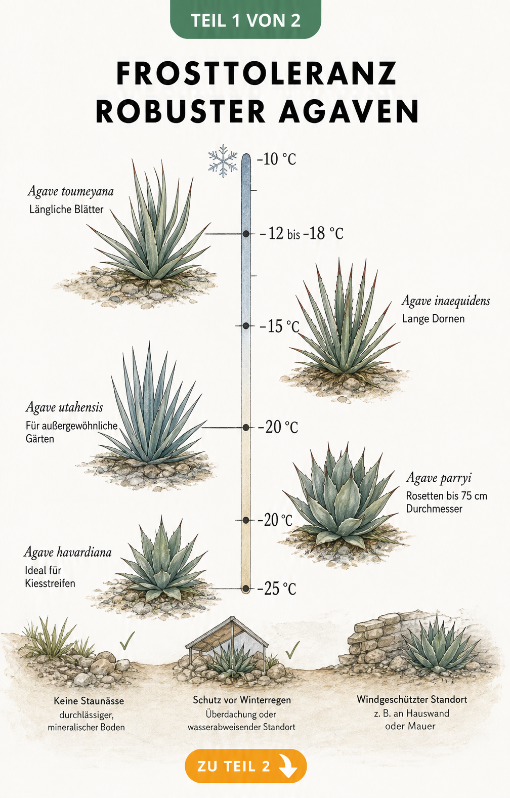 Botanische Lehrtafel mit Frostskala von -10 bis -25 Grad Celsius und fünf winterharten Agavenarten
