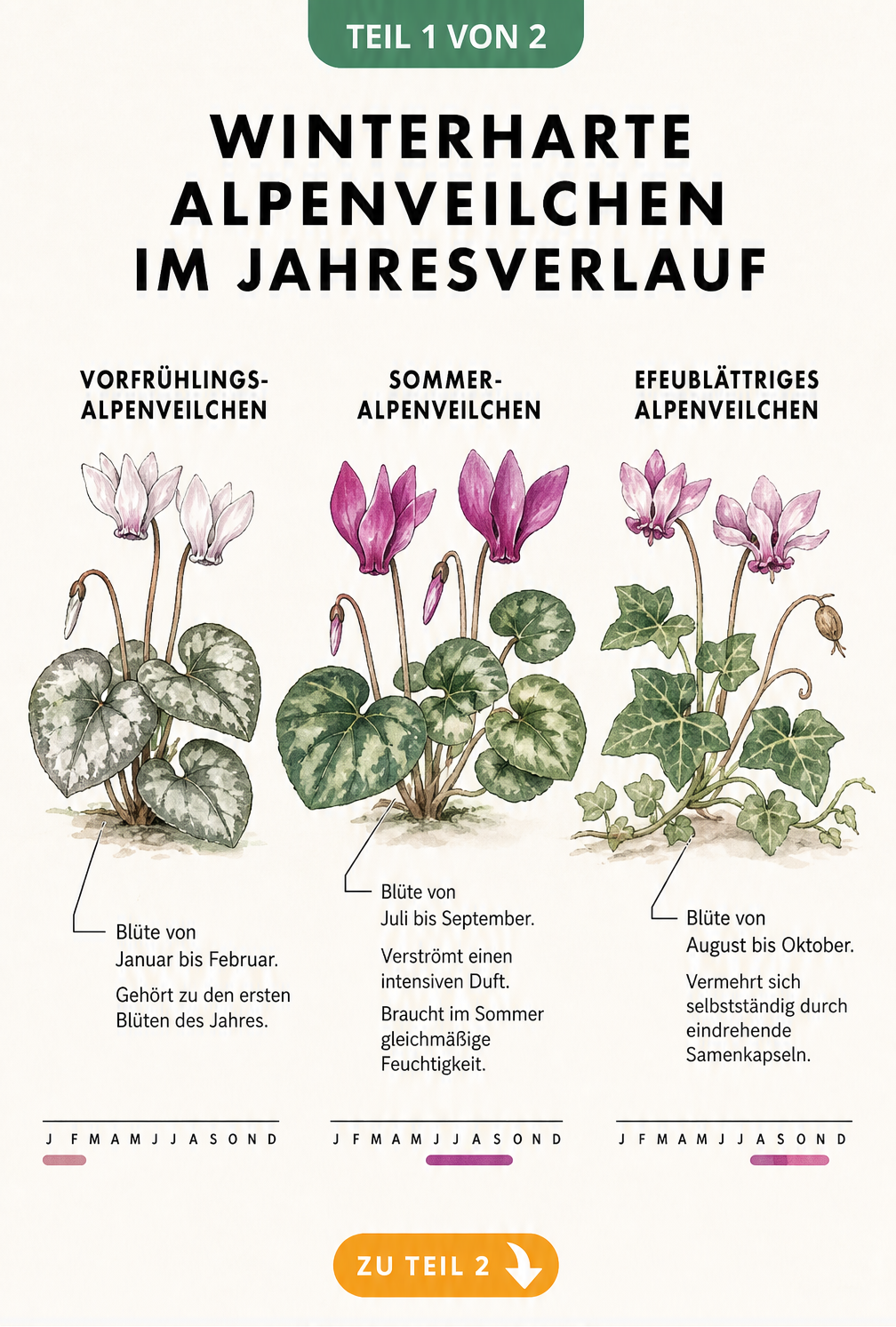 Botanische Illustration von drei winterharten Alpenveilchen-Arten mit Zeitstrahl ihrer Blütezeiten