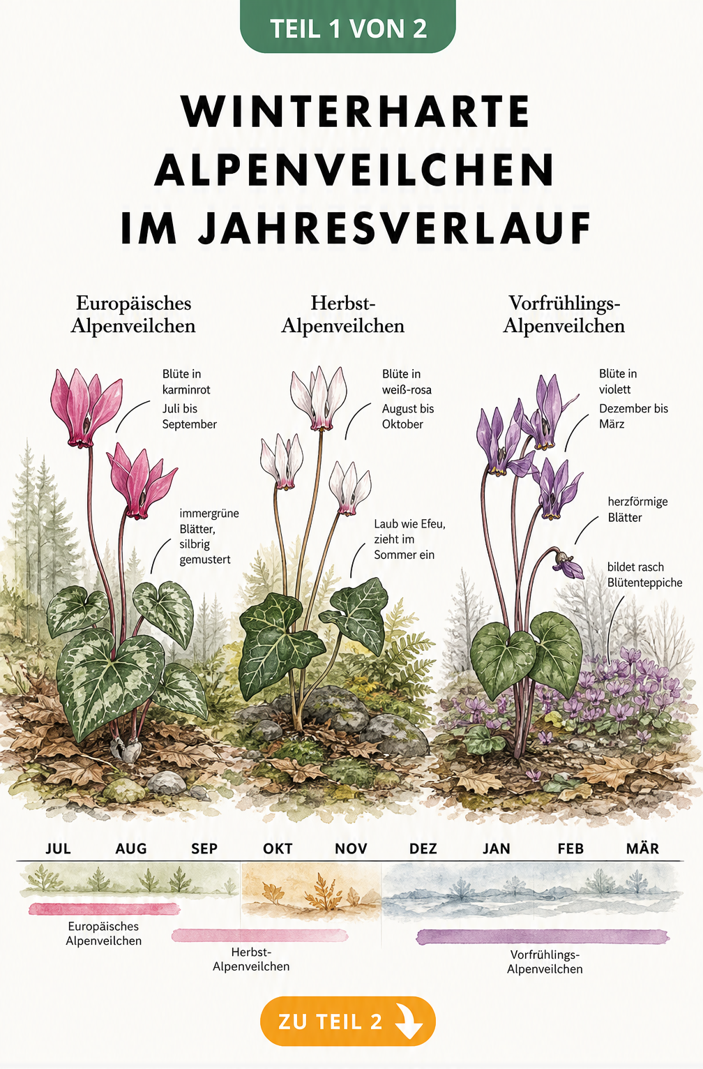 Botanische Illustration von drei winterharten Alpenveilchen-Sorten mit Zeitleiste der Blütezeiten von Juli bis März.